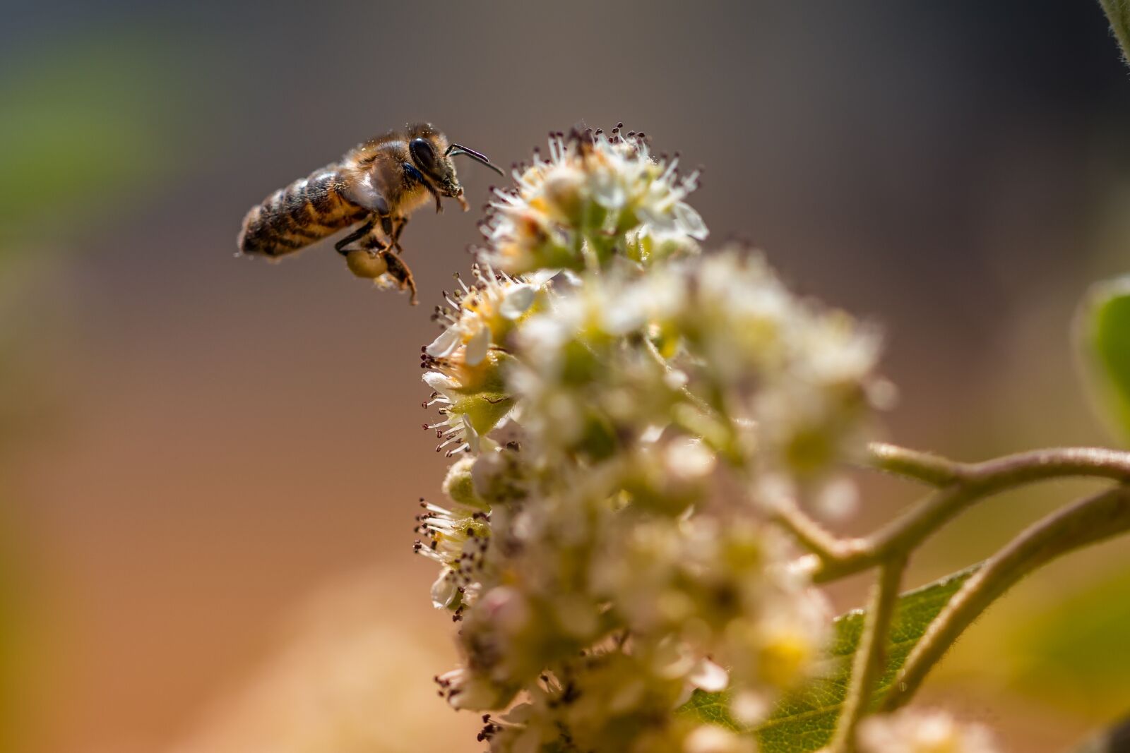 Canon EF 100mm F2.8L Macro IS USM sample photo. Bee, macro, insects photography