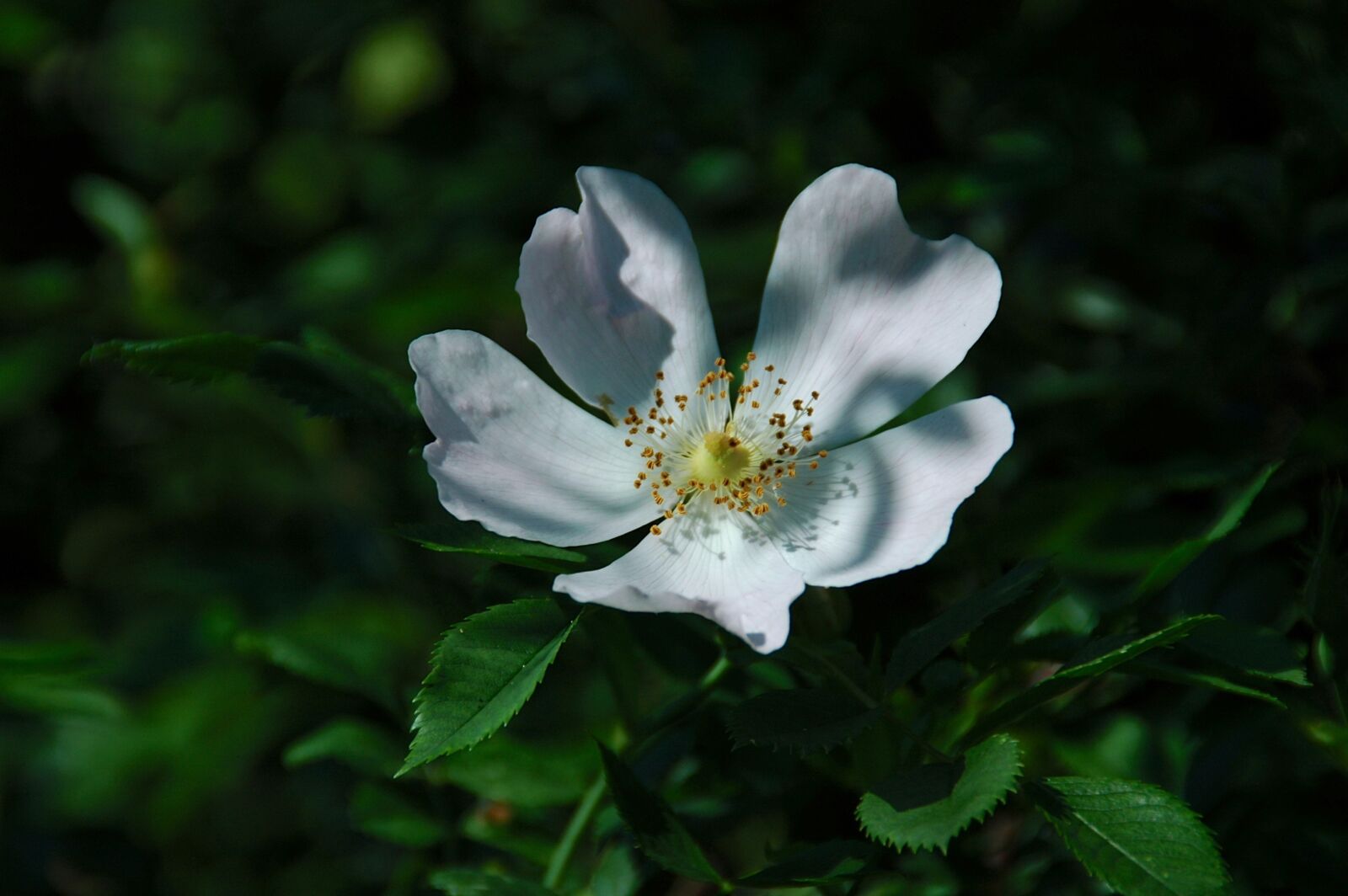 Nikon D70s sample photo. Close up, wild rose photography