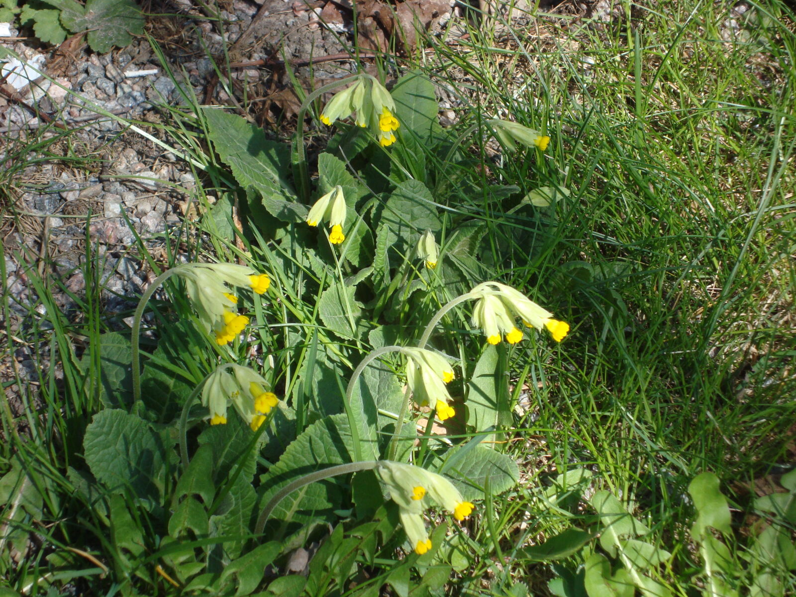 Sony Cyber-shot DSC-W110 sample photo. Common, cowslip, cowslip, cowslip photography