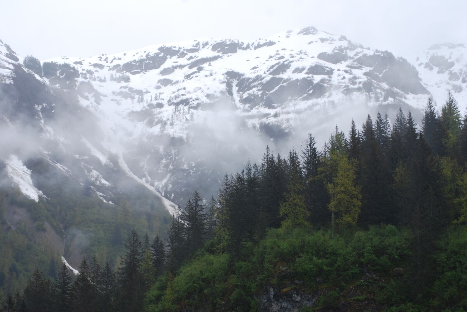 Nikon D40X sample photo. Alaska, forest, nature photography