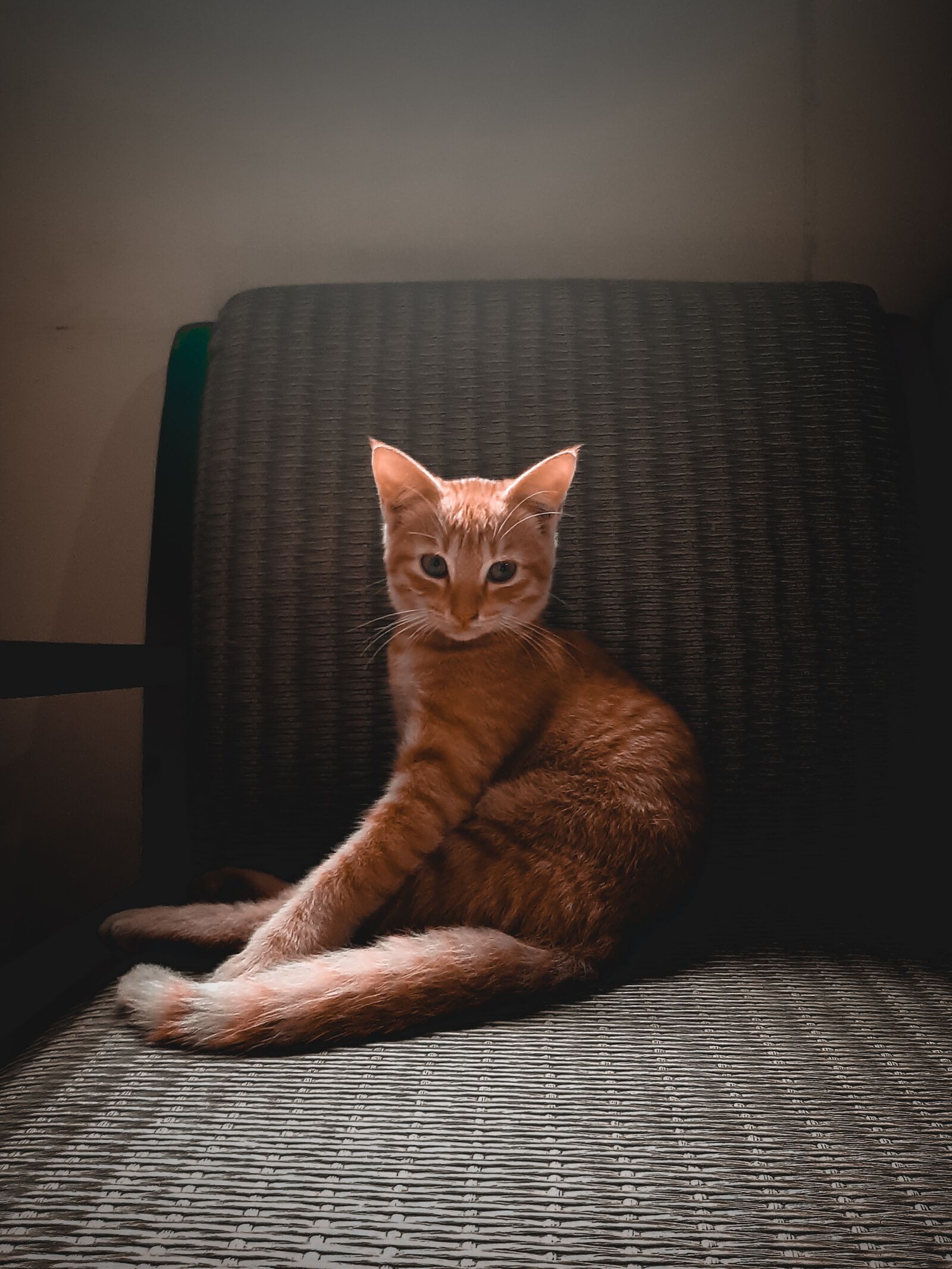 Samsung SM-A505F sample photo. Cute, brown cat, by photography