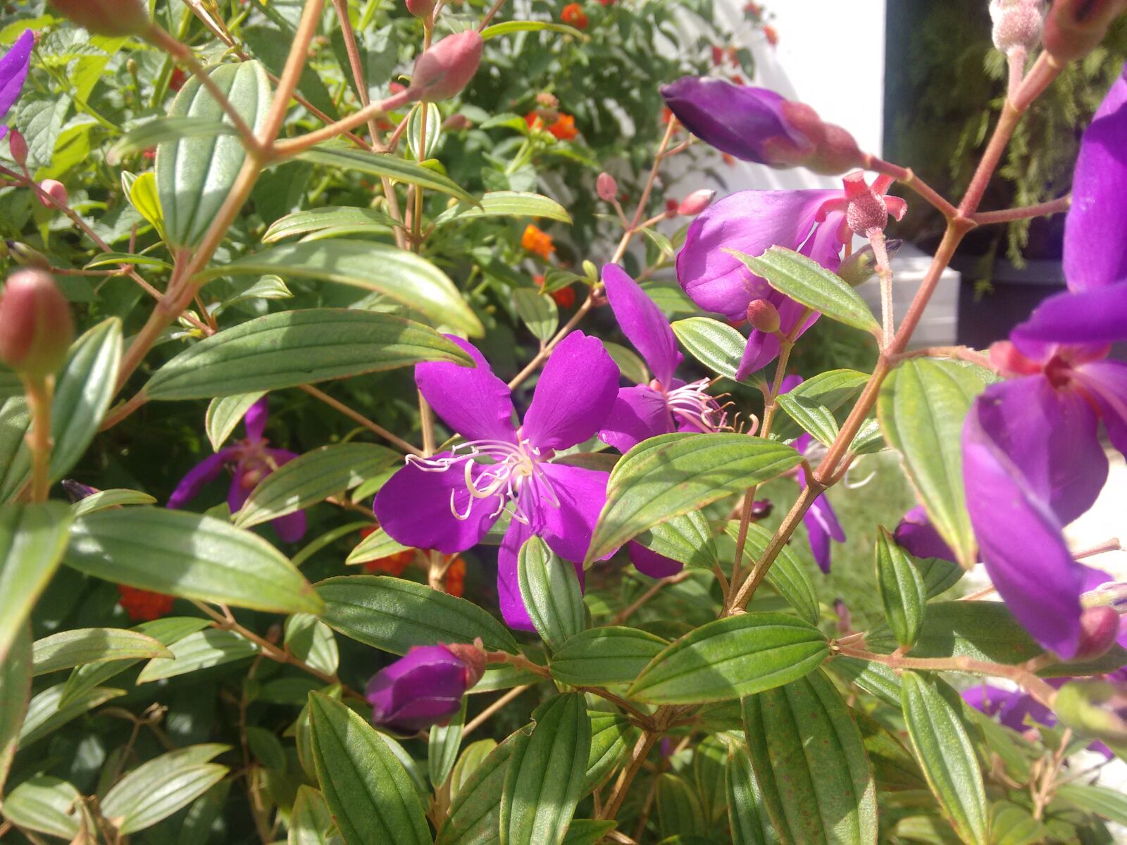 Motorola Moto G (2nd Gen) sample photo. Beautiful, flowers photography
