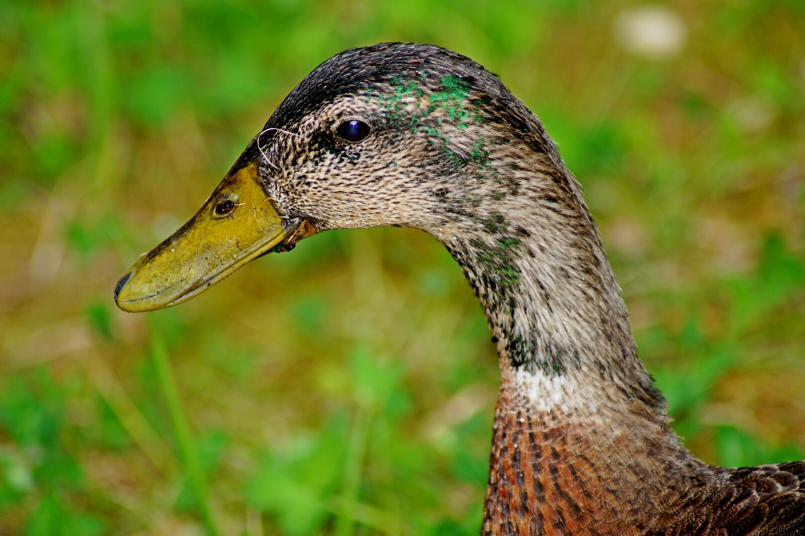 Sony SLT-A58 sample photo. Duck, head, bird photography