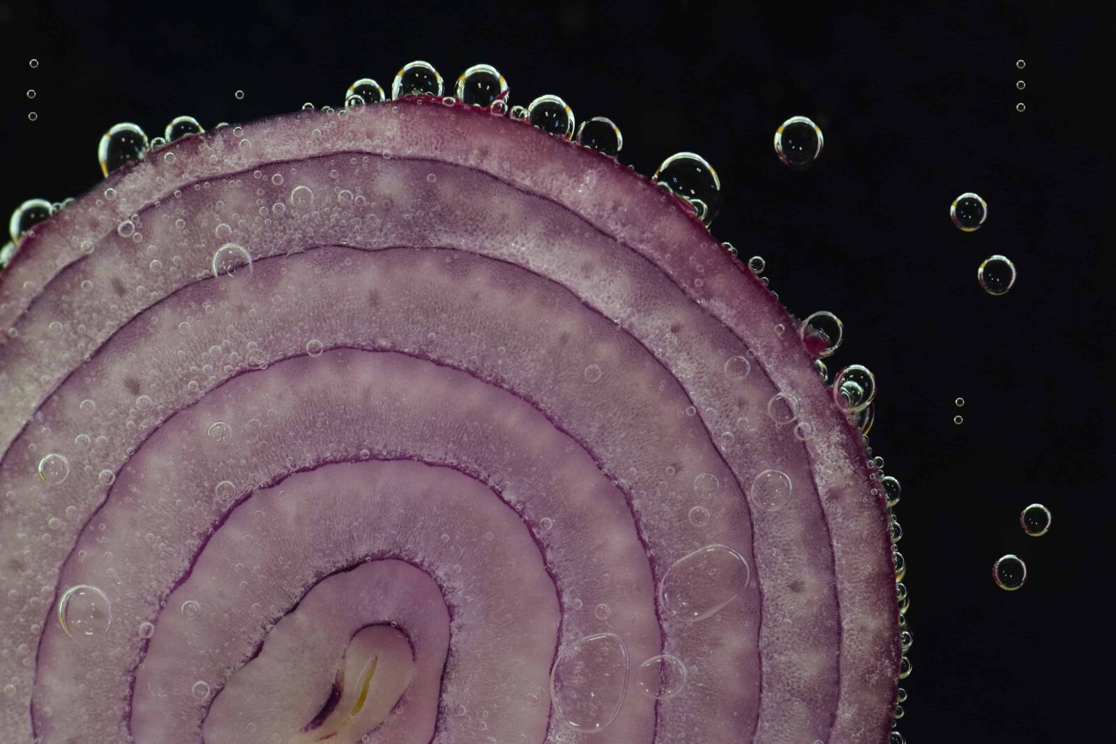 Nikon D3300 sample photo. Onion, vegetable, bubble, art photography