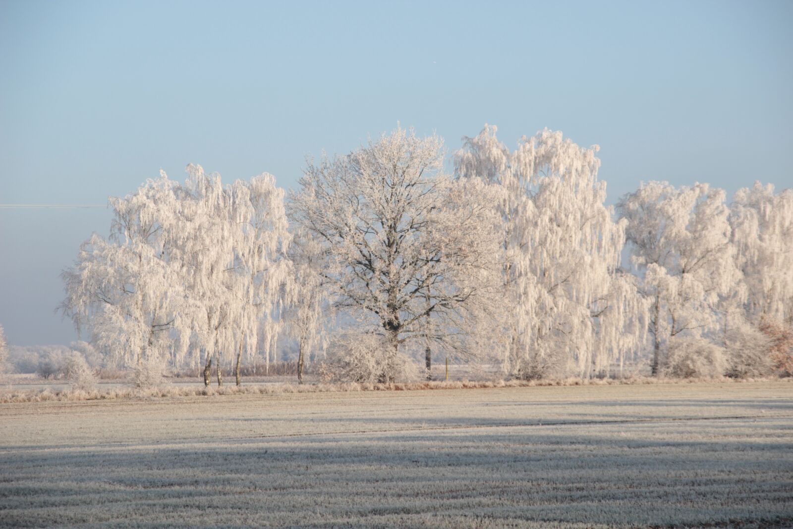 Canon EOS 600D (Rebel EOS T3i / EOS Kiss X5) sample photo. Winter, hoarfrost, cold photography