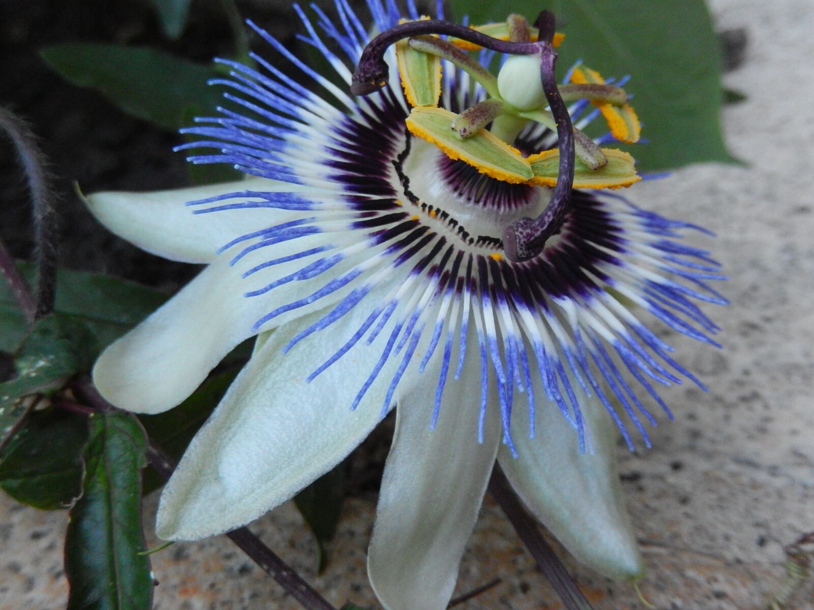 Nikon Coolpix S9500 sample photo. Passion flower, garden, nature photography