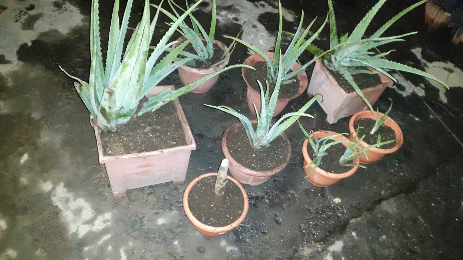 Samsung Galaxy S5 sample photo. Aloe, plant, garden photography