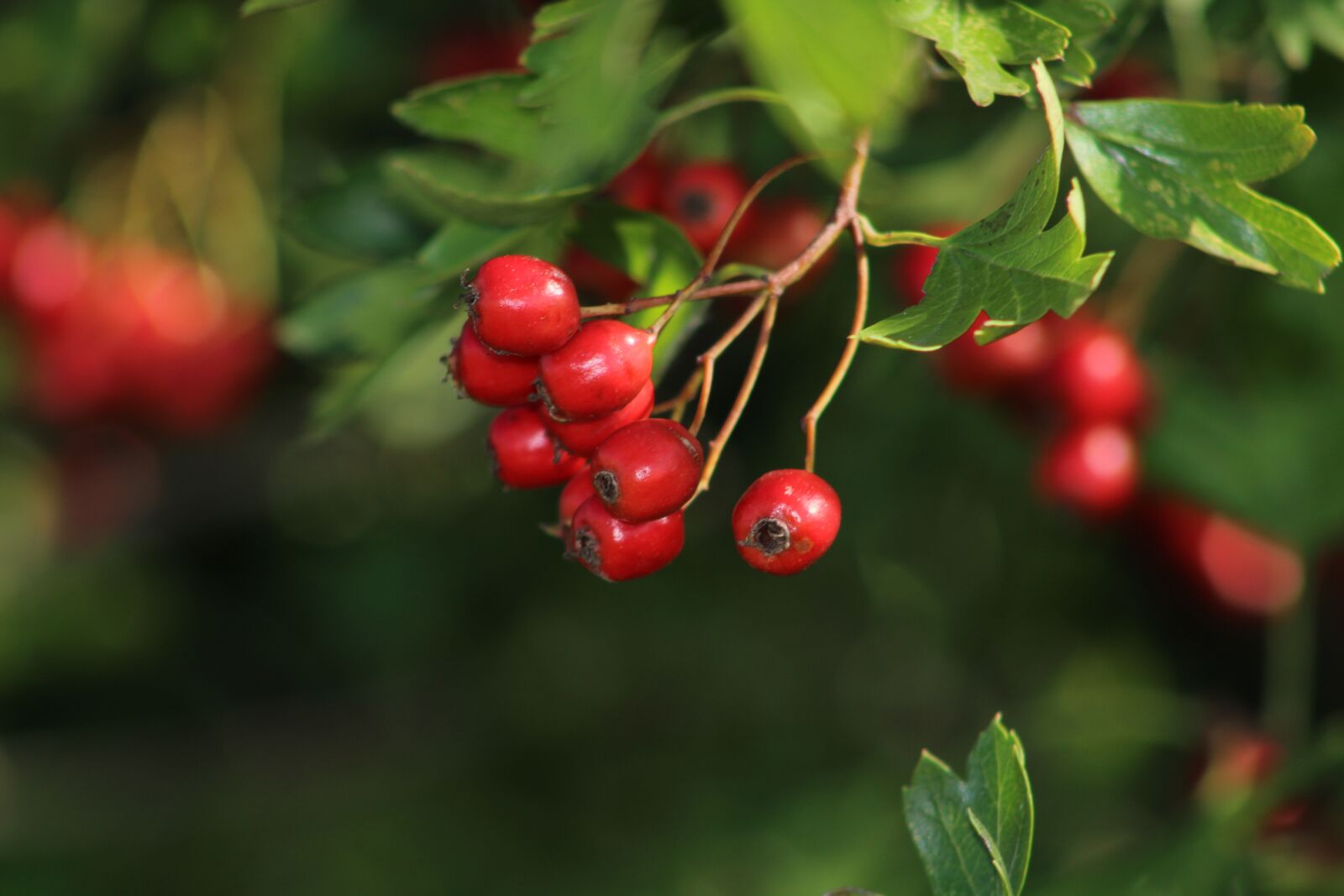 Canon EF75-300mm f/4-5.6 sample photo. Hawthorn, bush, red photography