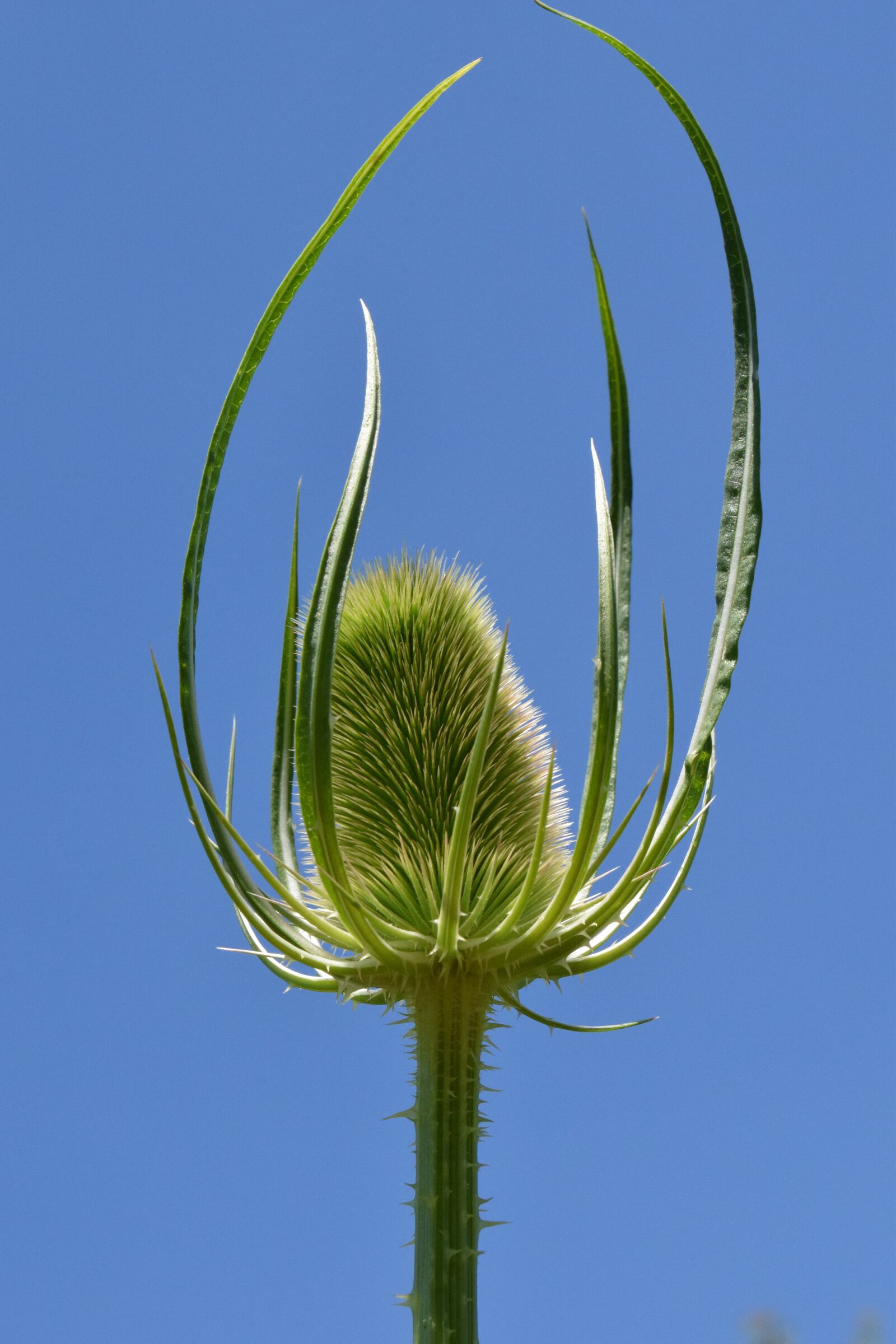 Nikon D3300 sample photo. Wild teasel, dipsacus fullonum photography