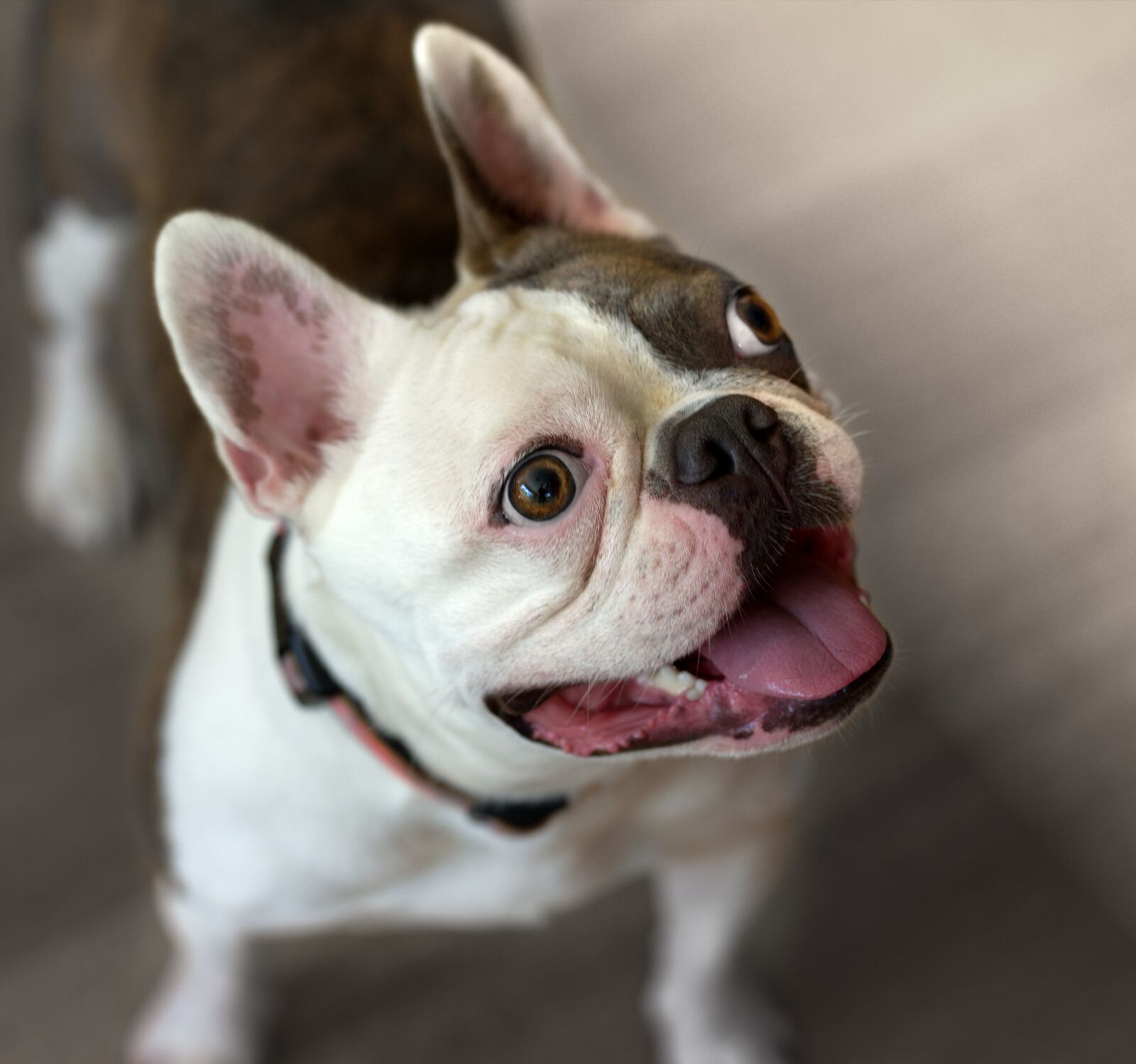 Nikon D610 sample photo. Bulldog, puppy, happy photography