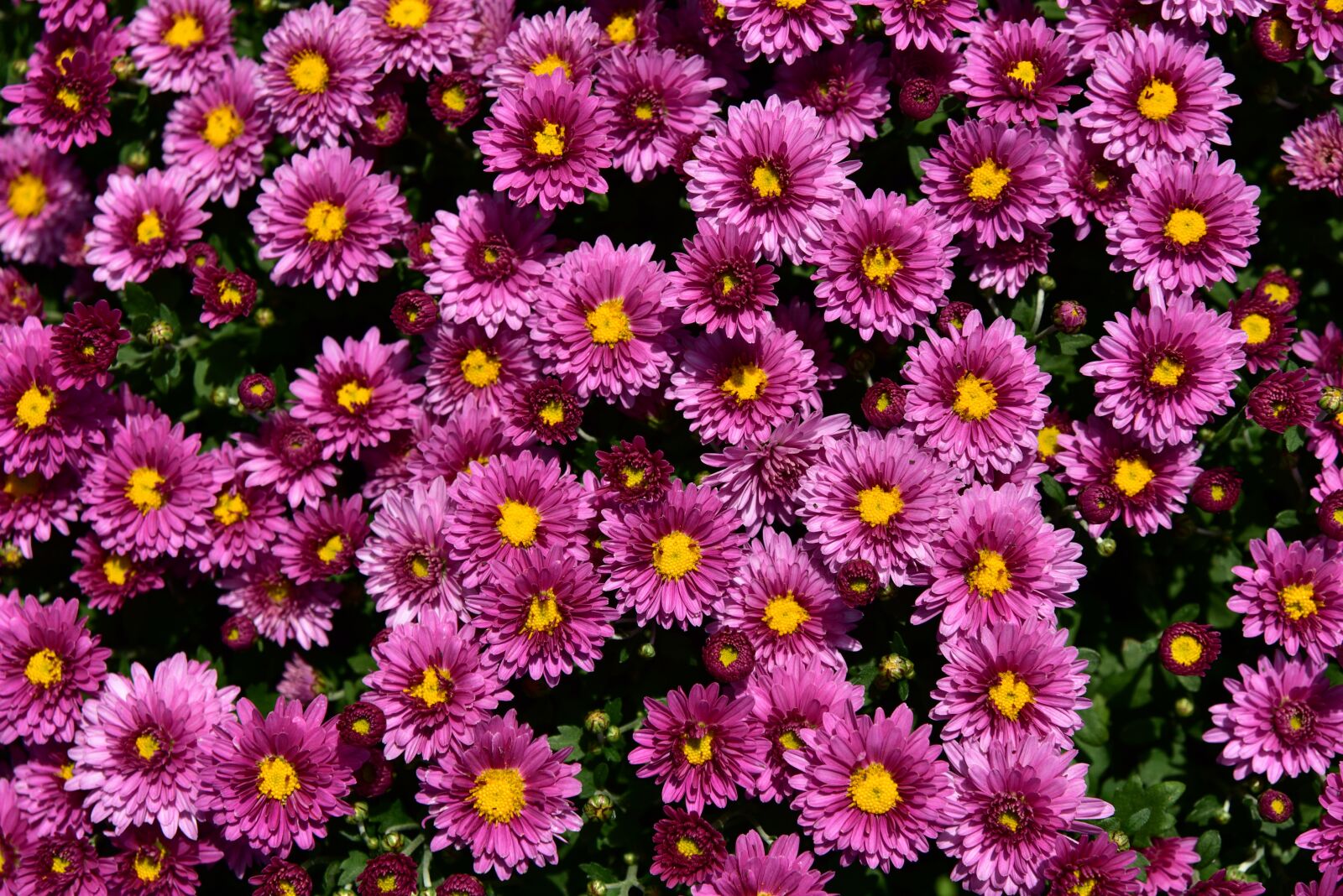 Nikon D750 sample photo. Asters, flowers, close up photography