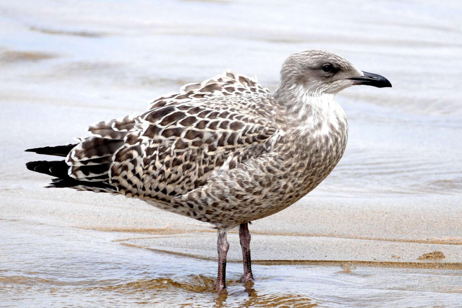 Panasonic Lumix DMC-FZ1000 sample photo. Seagull, bird, animal photography