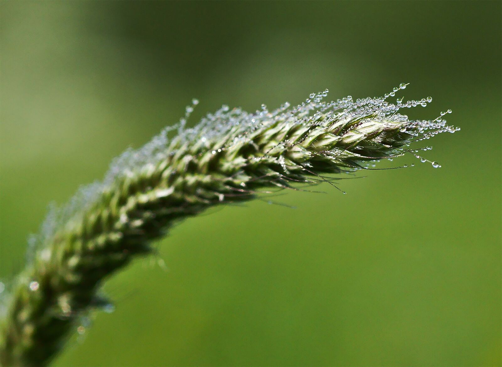 Sony SLT-A77 sample photo. Ear, blade of grass photography
