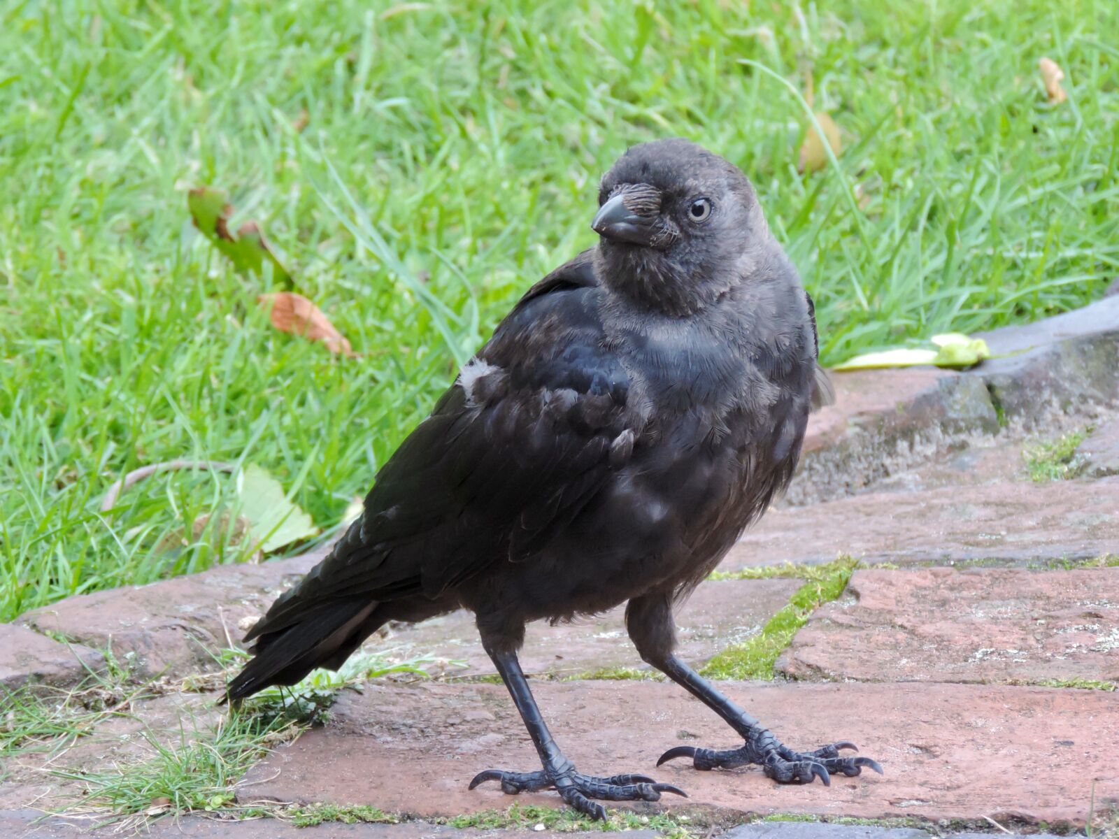 Nikon Coolpix P520 sample photo. Jackdaw, raven bird, corvus photography