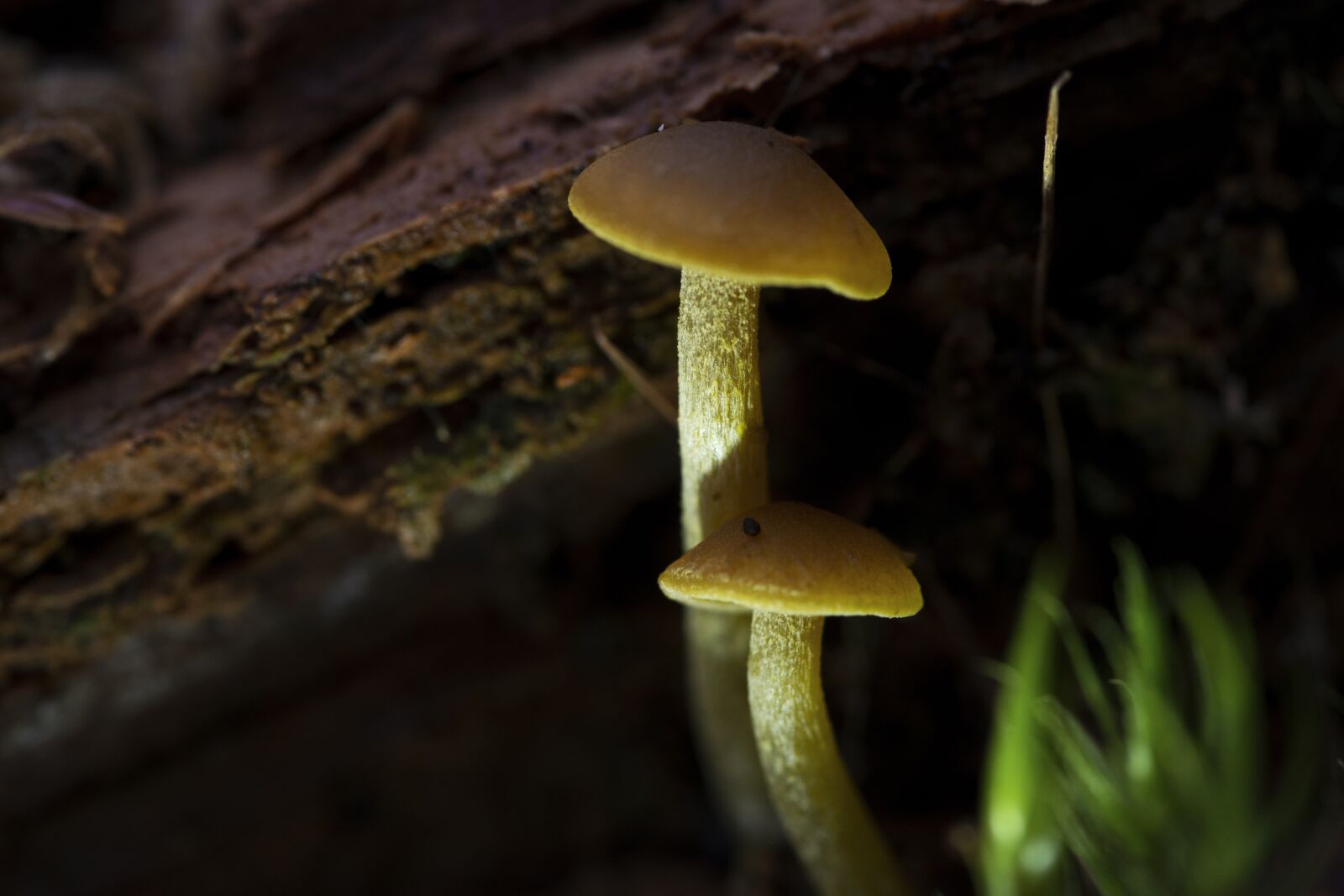Nikon D800E + Tokina AT-X Pro 100mm F2.8 Macro sample photo. Mushroom, nature, forest photography