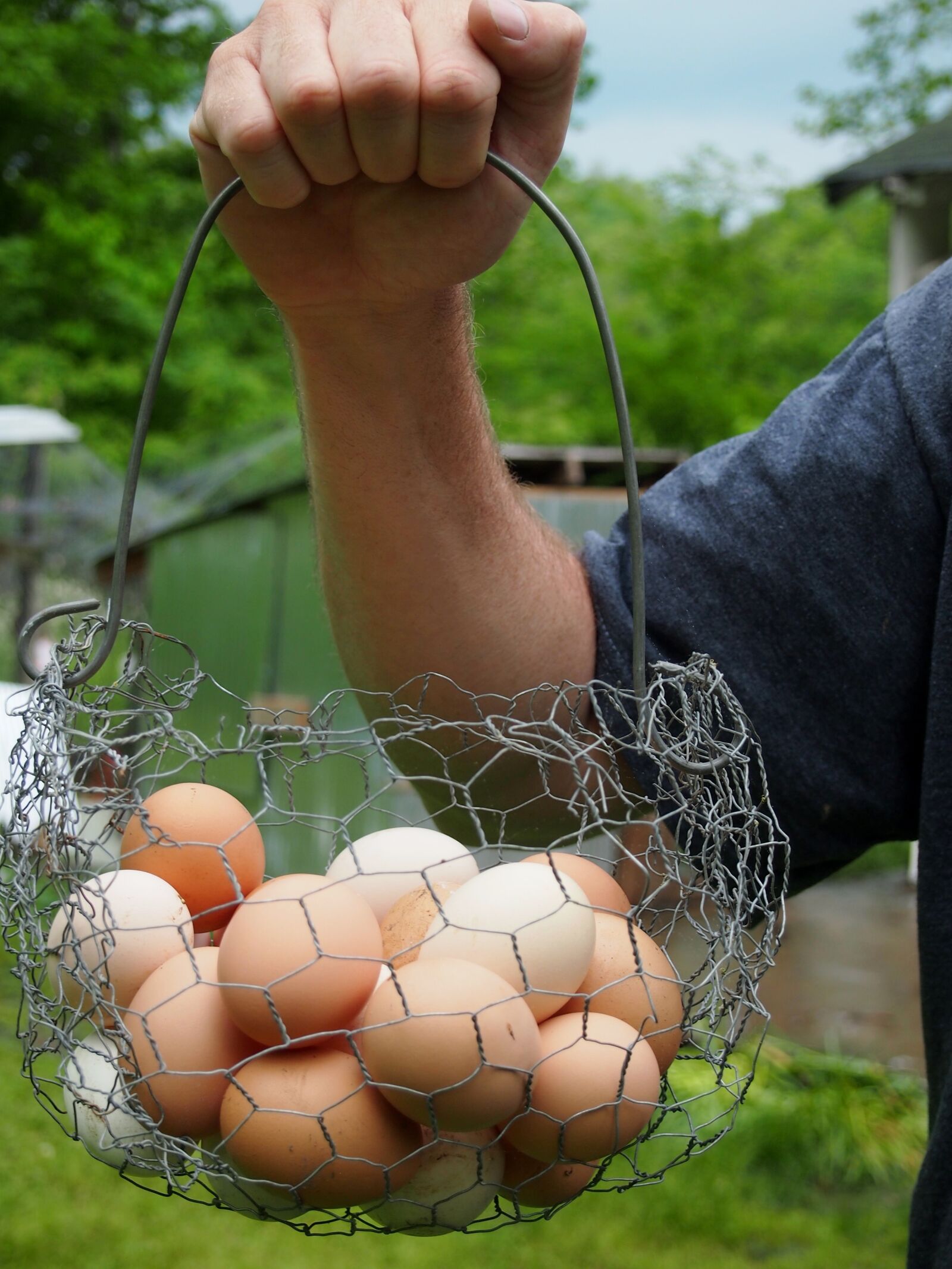 Olympus PEN E-PL3 sample photo. Eggs, farm, organic photography
