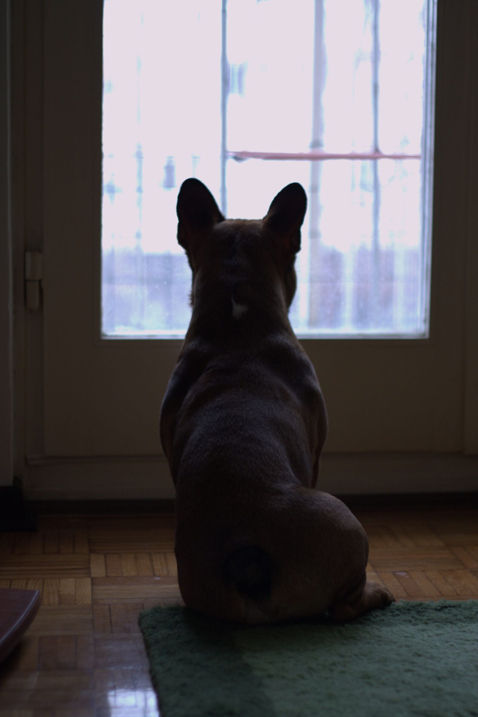 Canon EOS 40D sample photo. Dog, window, bulldog photography