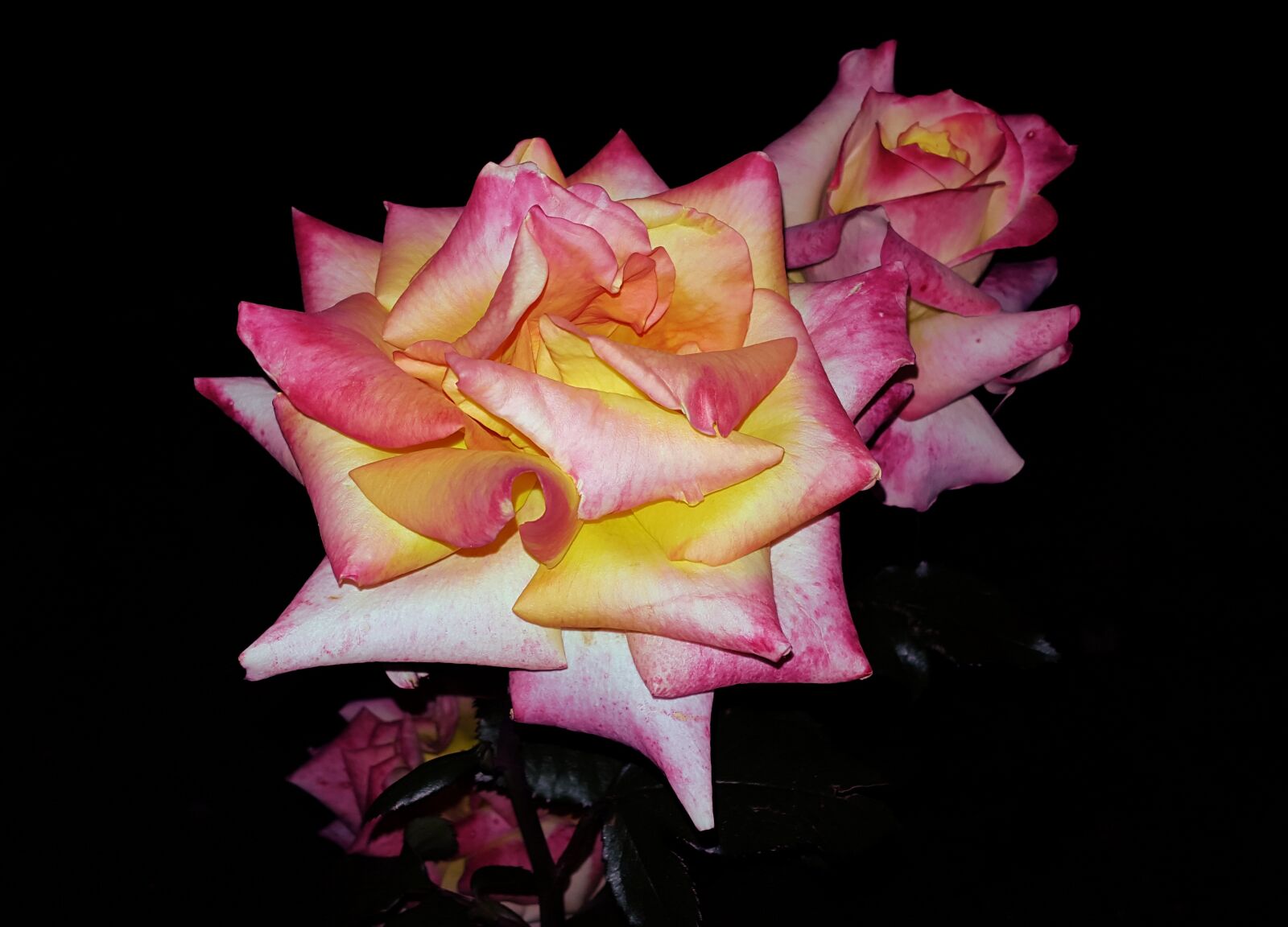 Samsung Galaxy Alpha sample photo. Flowers, rose, pink photography