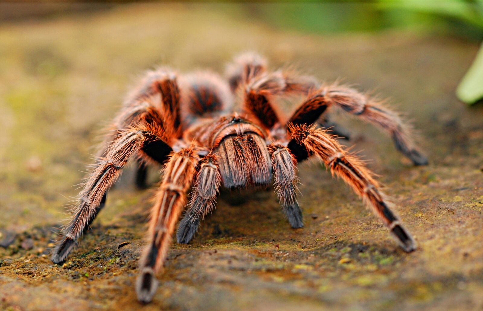 Nikon D80 sample photo. Spider, tarantula, creepy photography