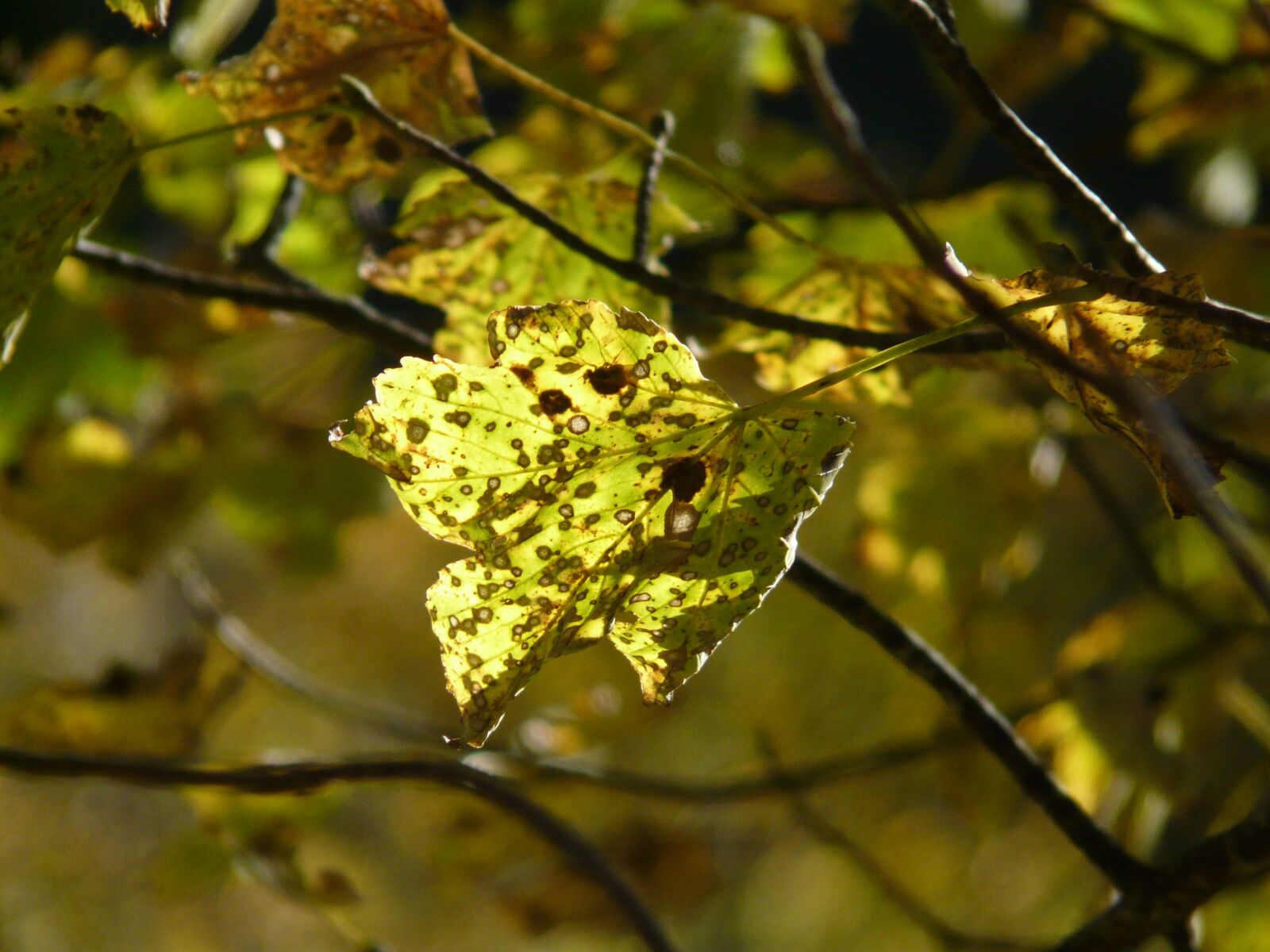 Panasonic DMC-FZ18 sample photo. Mountain maple, autumn, acer photography
