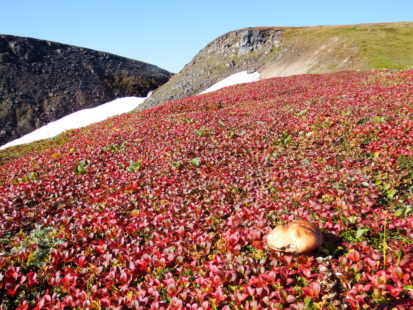 Fujifilm FinePix S1 sample photo. Mountain tundra, mushrooms, autumn photography