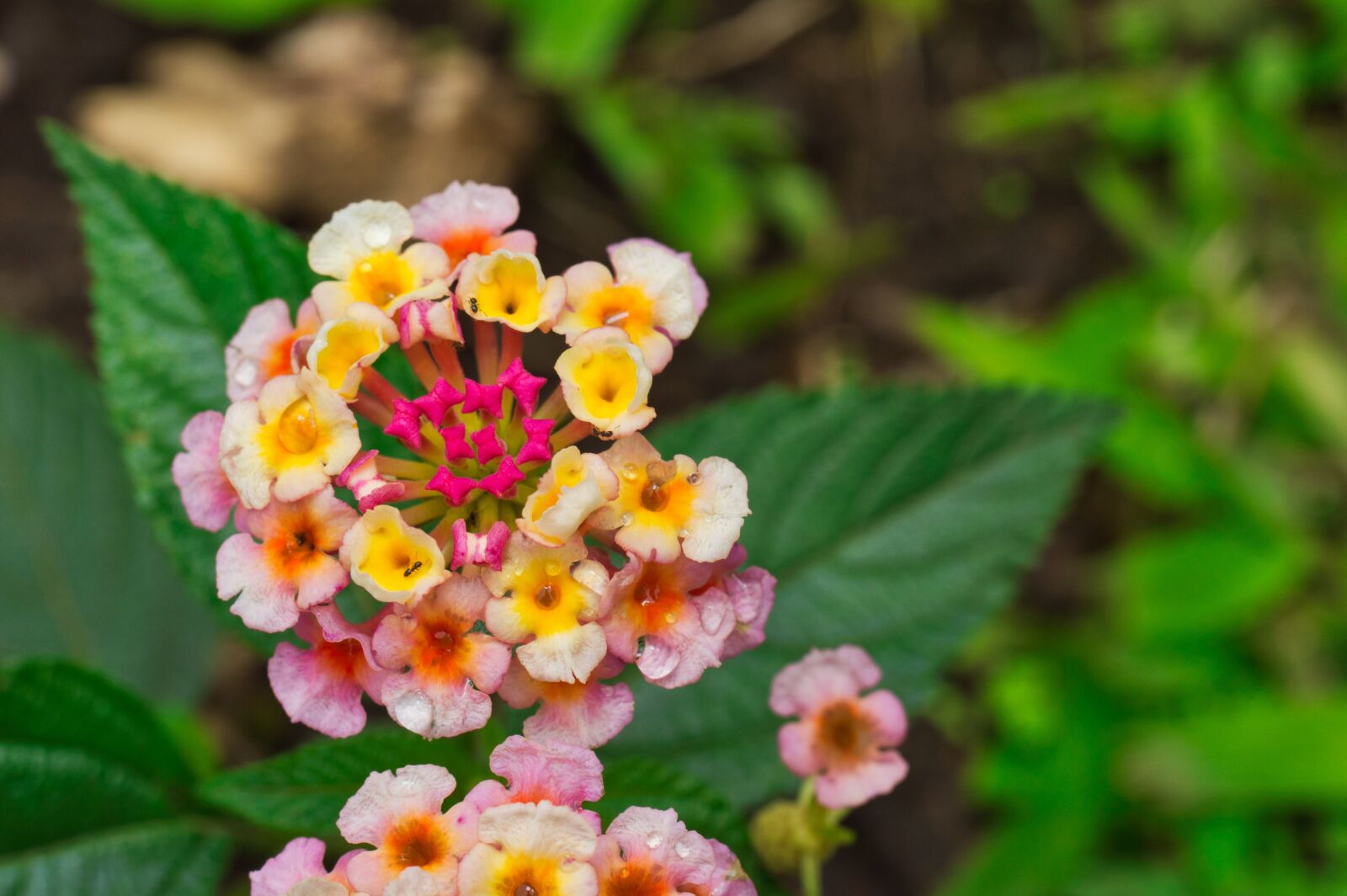 Nikon D3200 sample photo. Flowers, petals, leaves photography