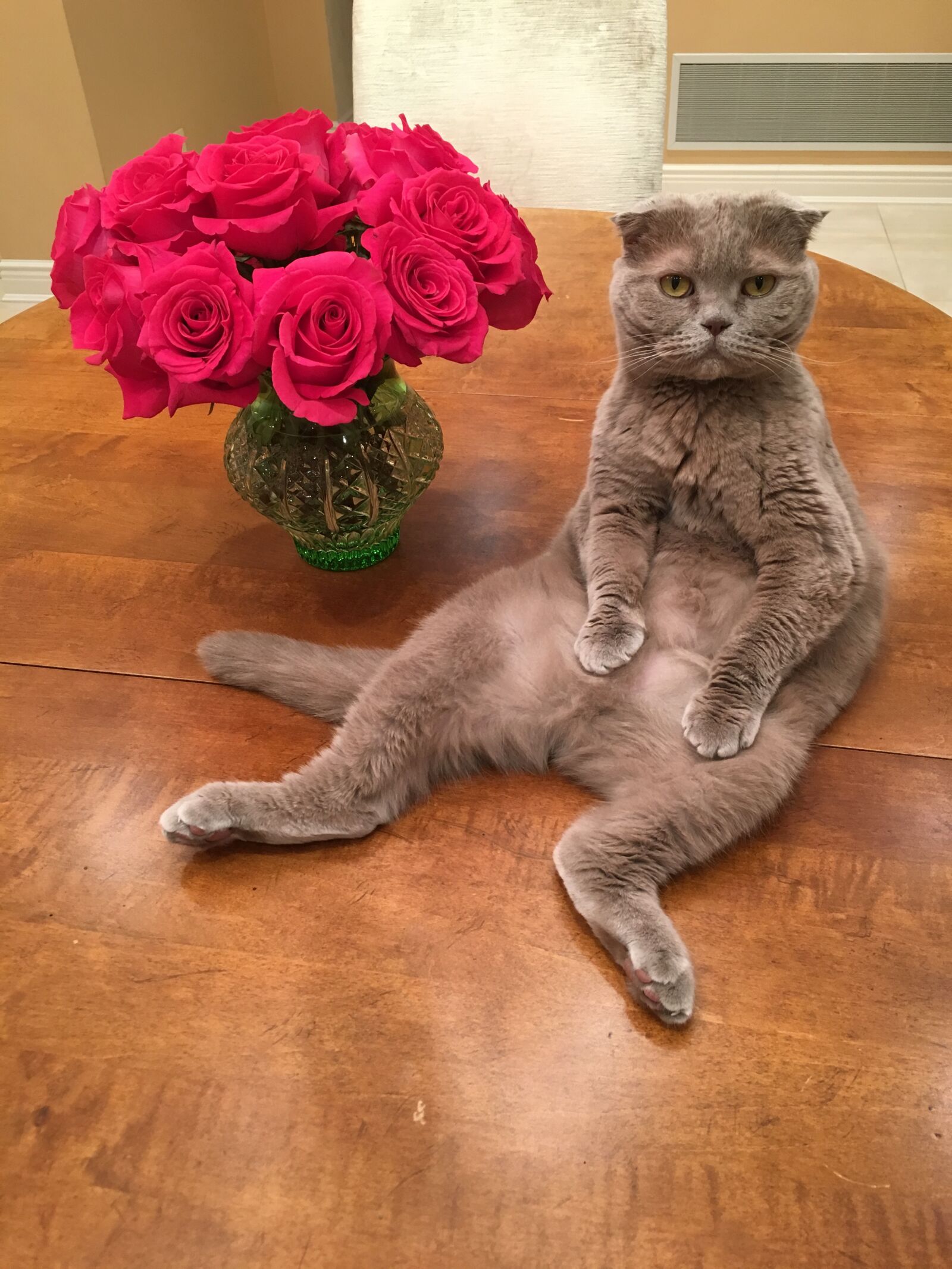 Apple iPhone 6s sample photo. Manya, scottish fold, cat photography