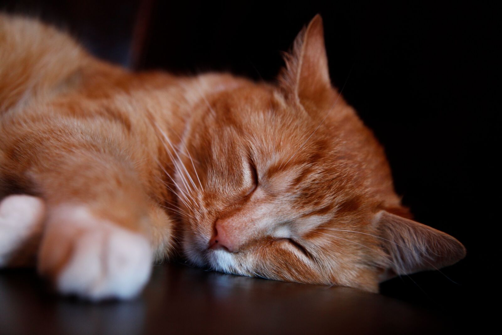 Canon EOS 5D Mark II sample photo. Cat, animal, sleep photography