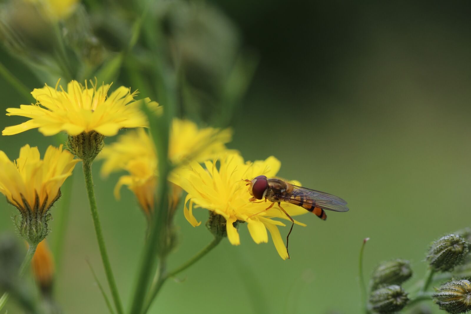 Canon EOS 1200D (EOS Rebel T5 / EOS Kiss X70 / EOS Hi) sample photo. Hoverflies, porcelle, asteraceae photography