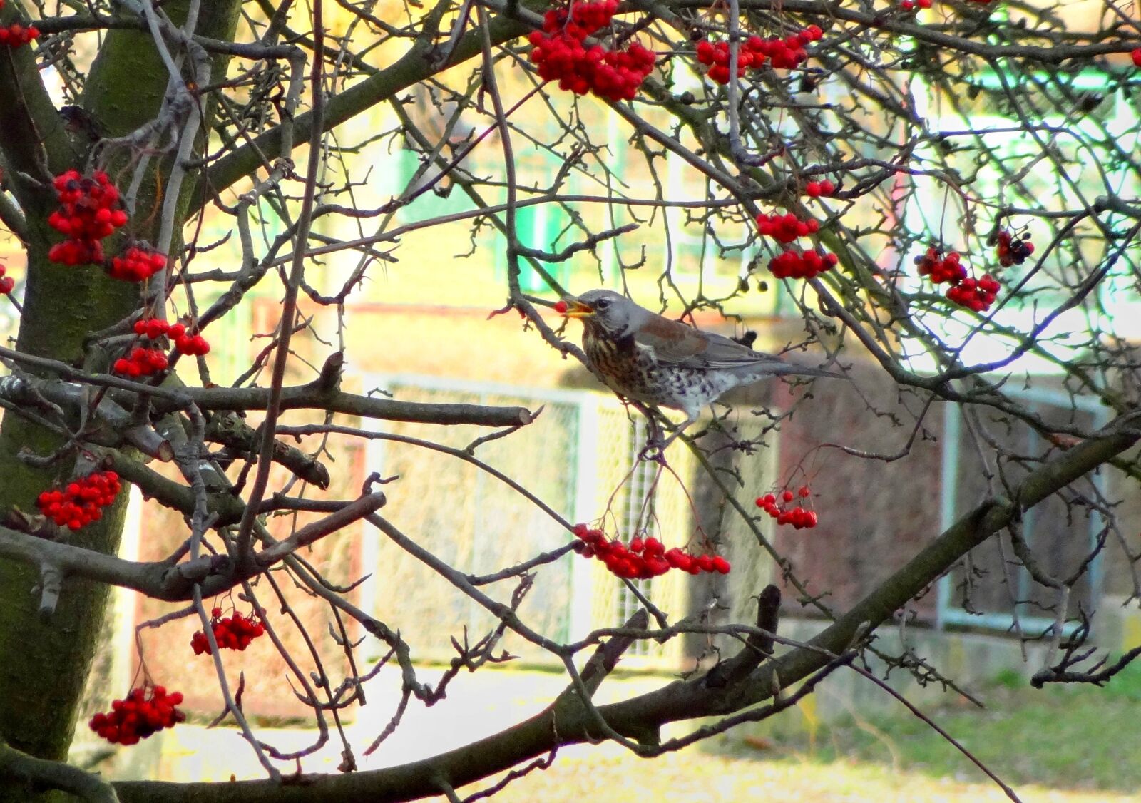 Sony Cyber-shot DSC-HX9V sample photo. Author, skibka, photo photography