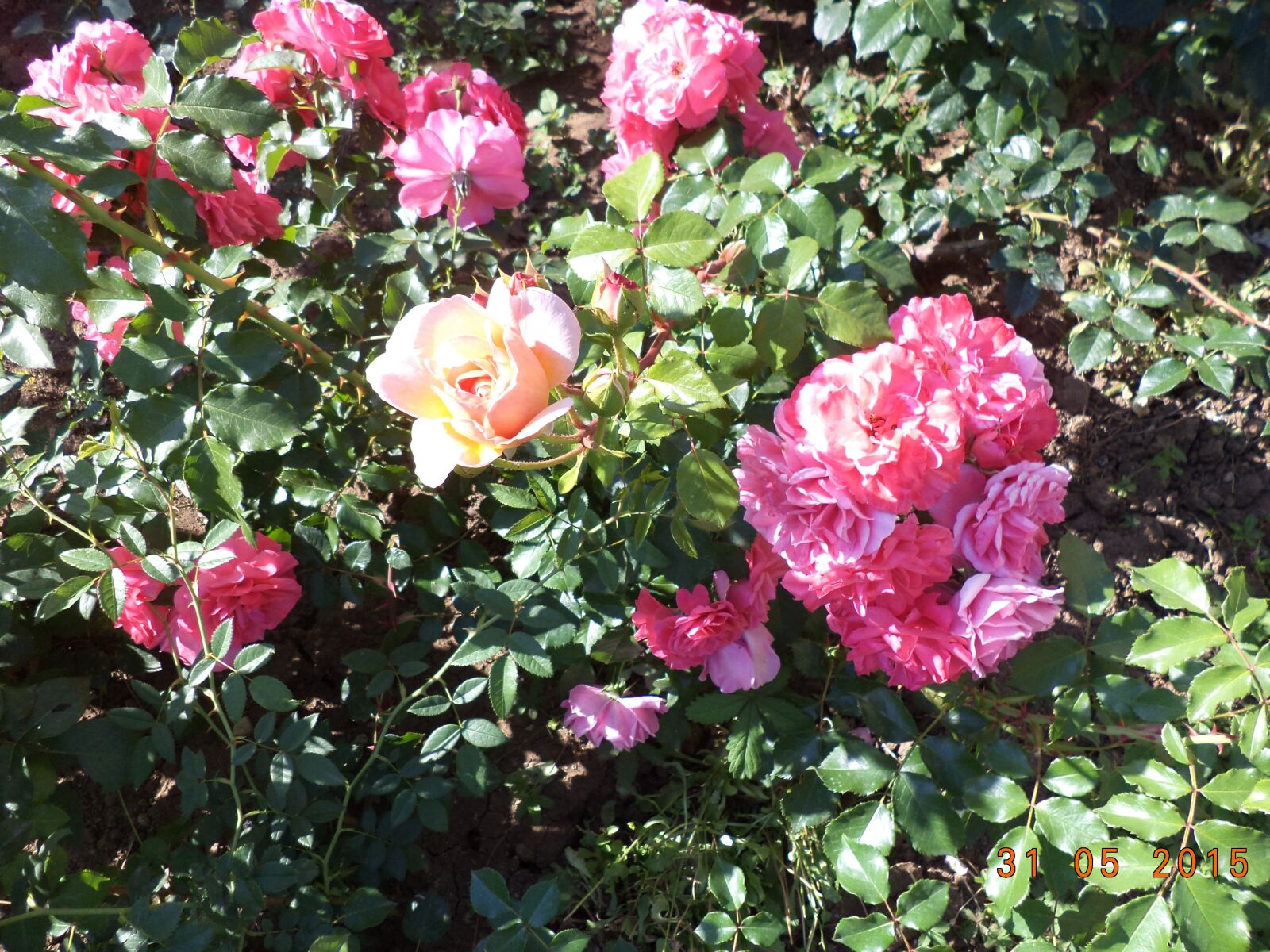 Sony DSC-S5000 sample photo. Roses, pink, summer photography