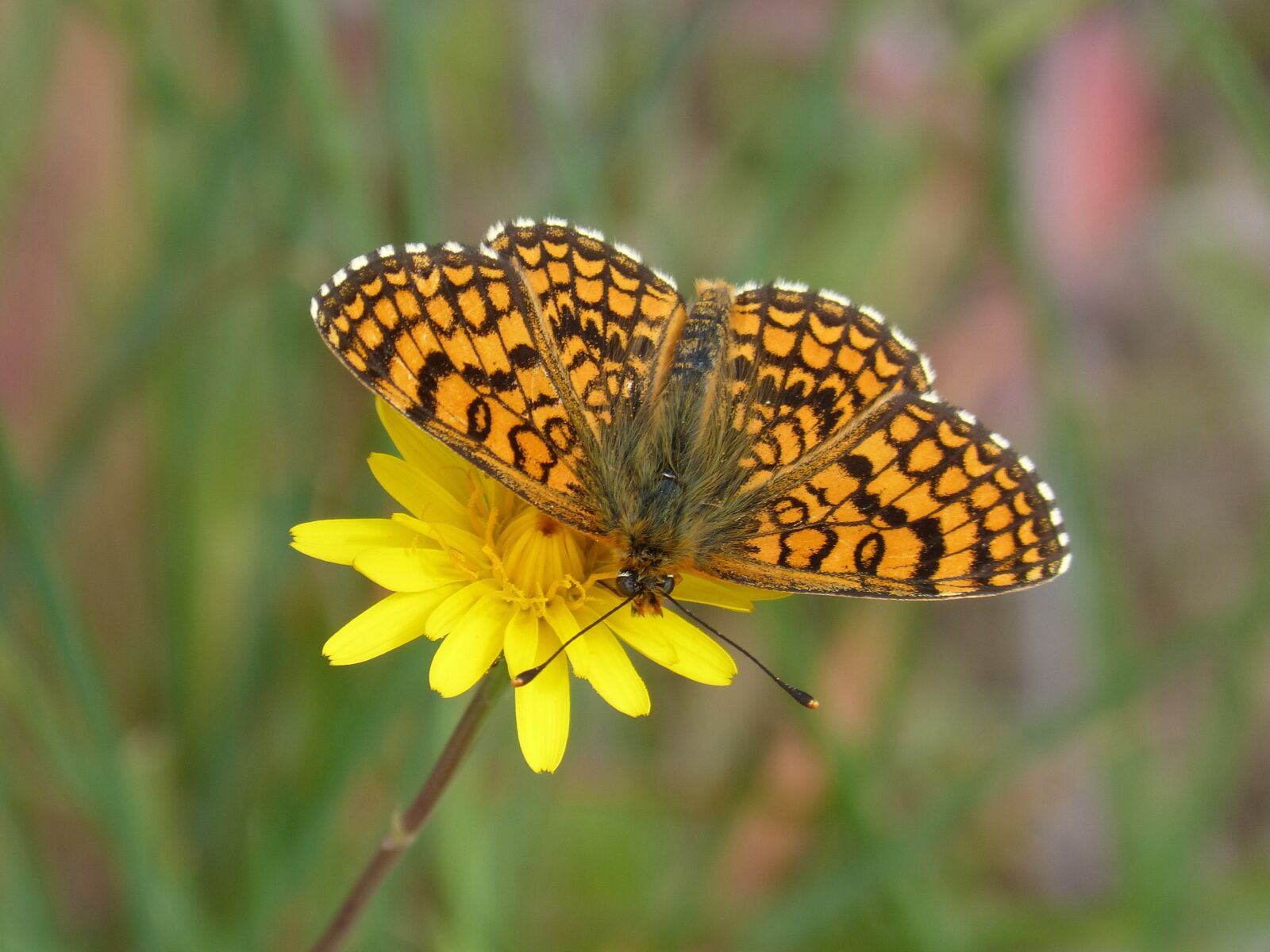 Panasonic DMC-FZ62 sample photo. Butterfly, dandelion, libar photography