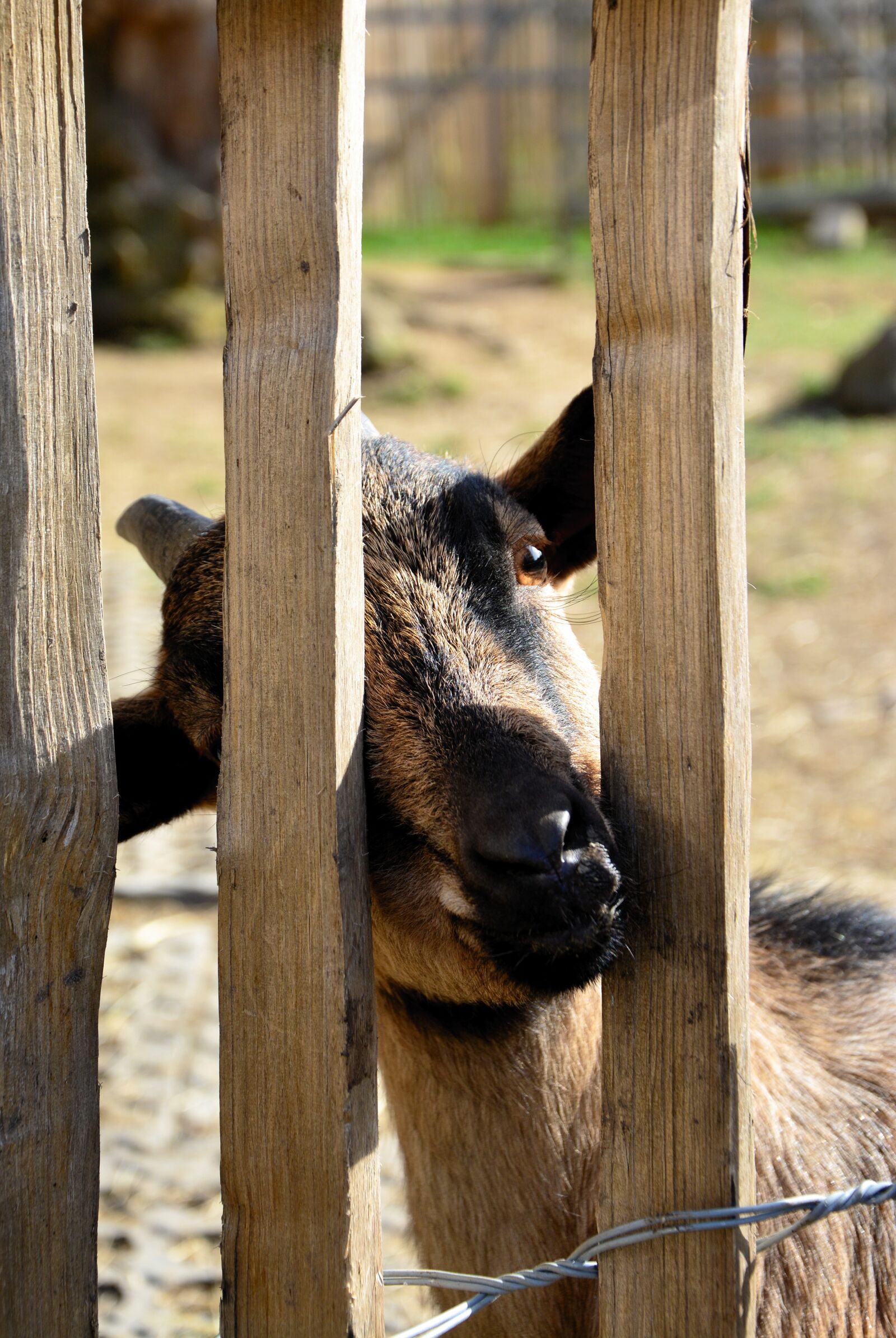 Nikon D5200 sample photo. Goat, animal, mammal photography
