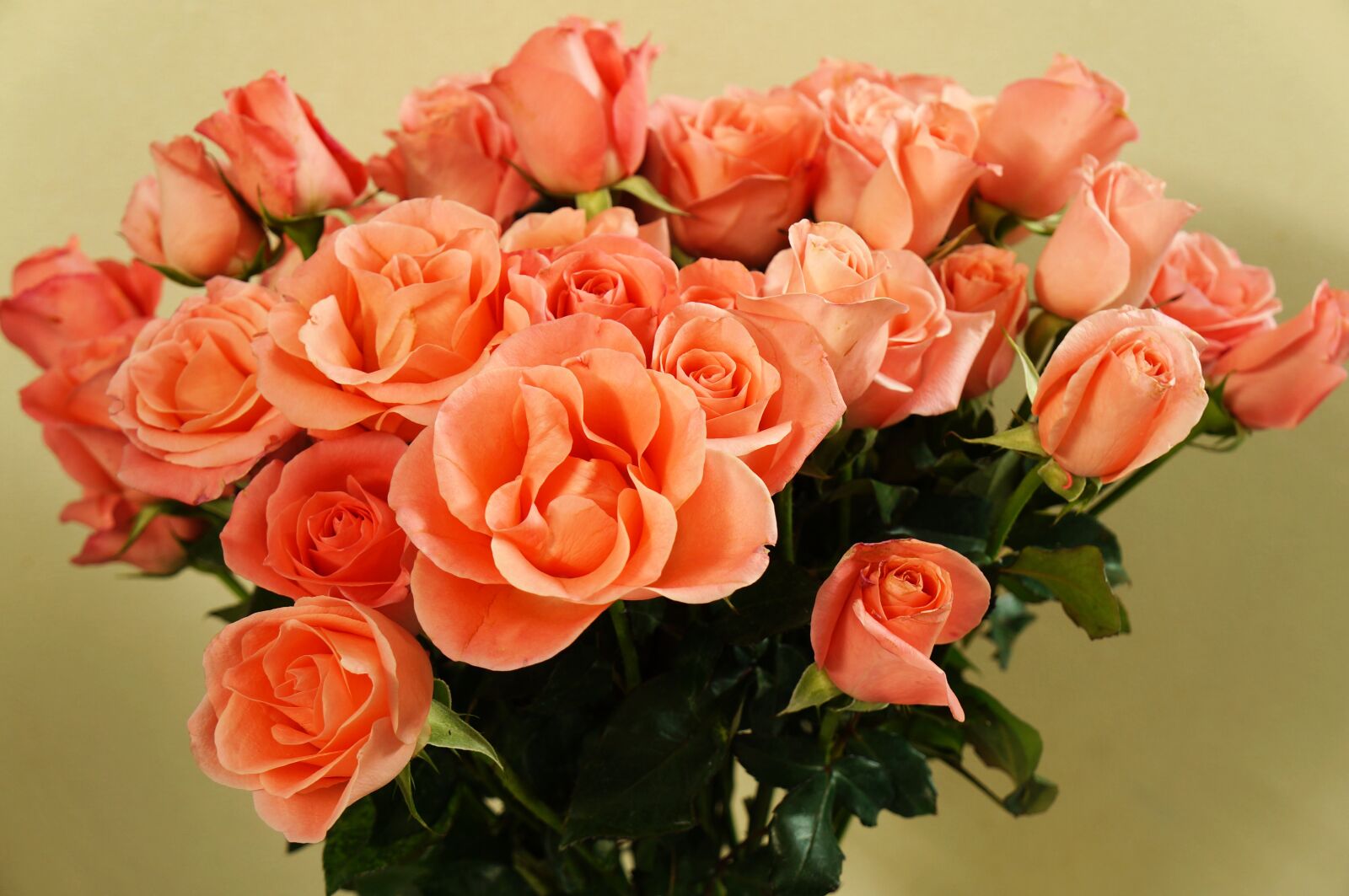 Sony Alpha NEX-F3 + Sony E 18-55mm F3.5-5.6 OSS sample photo. Roses, beauty, bouquet photography