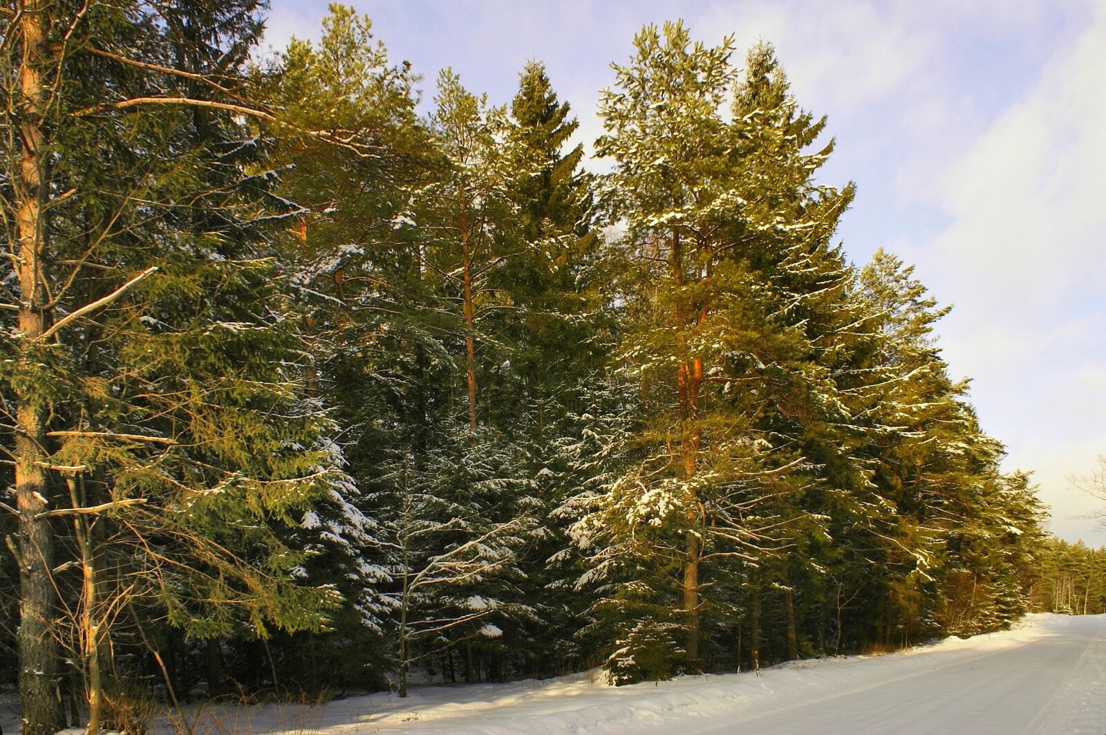 Sony Alpha DSLR-A100 sample photo. Winter, snow, forest photography