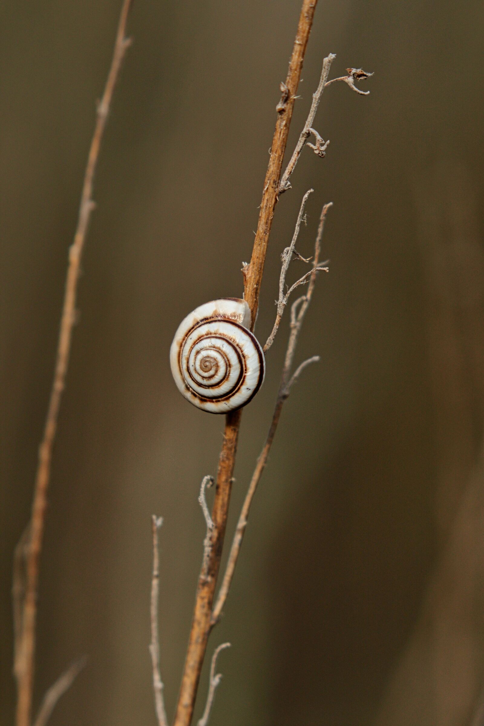 Canon EOS 7D Mark II + Canon EF 100-400mm F4.5-5.6L IS II USM sample photo. Snail, slime, nature photography