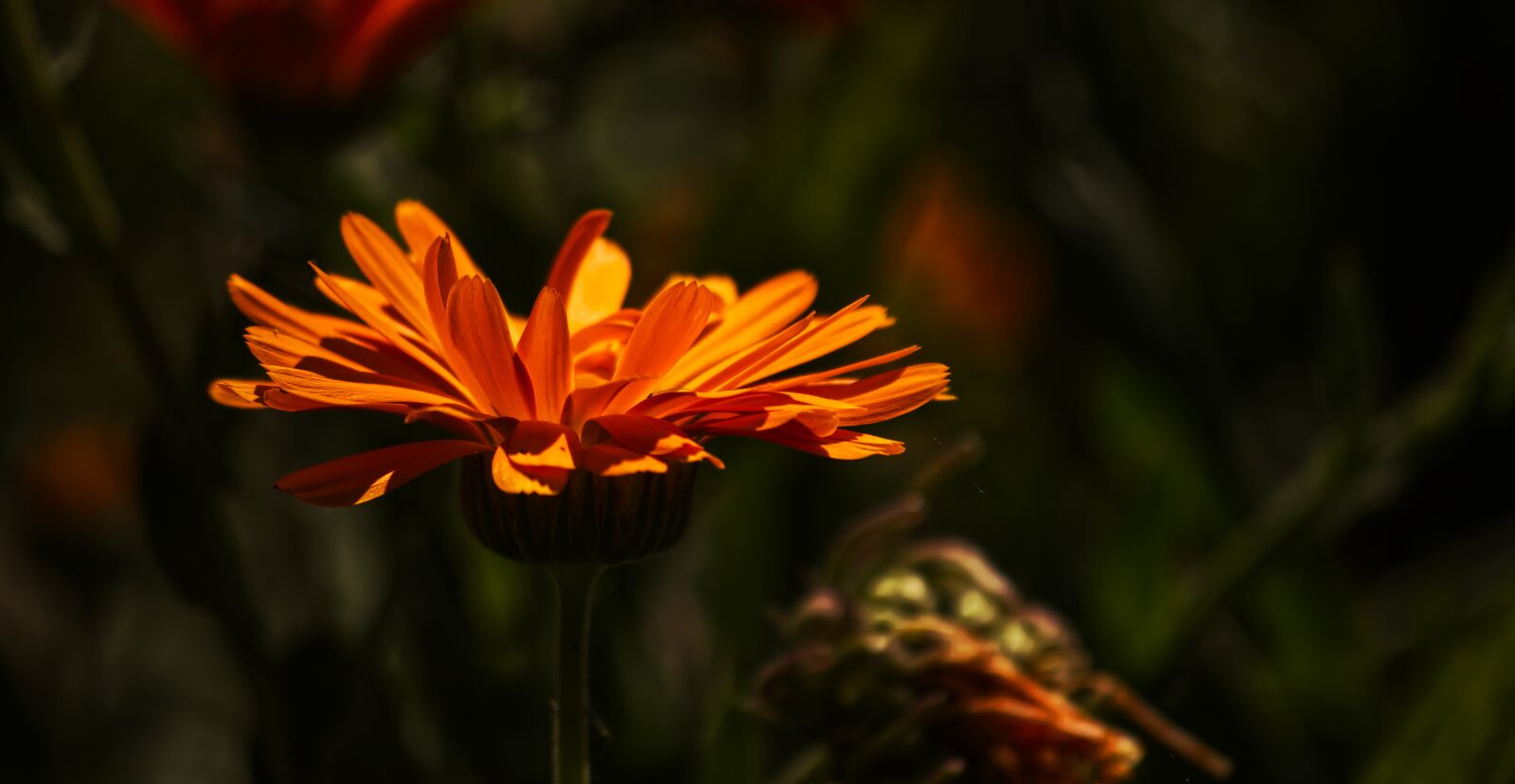 Nikon D5500 sample photo. Flower, orange, nature photography