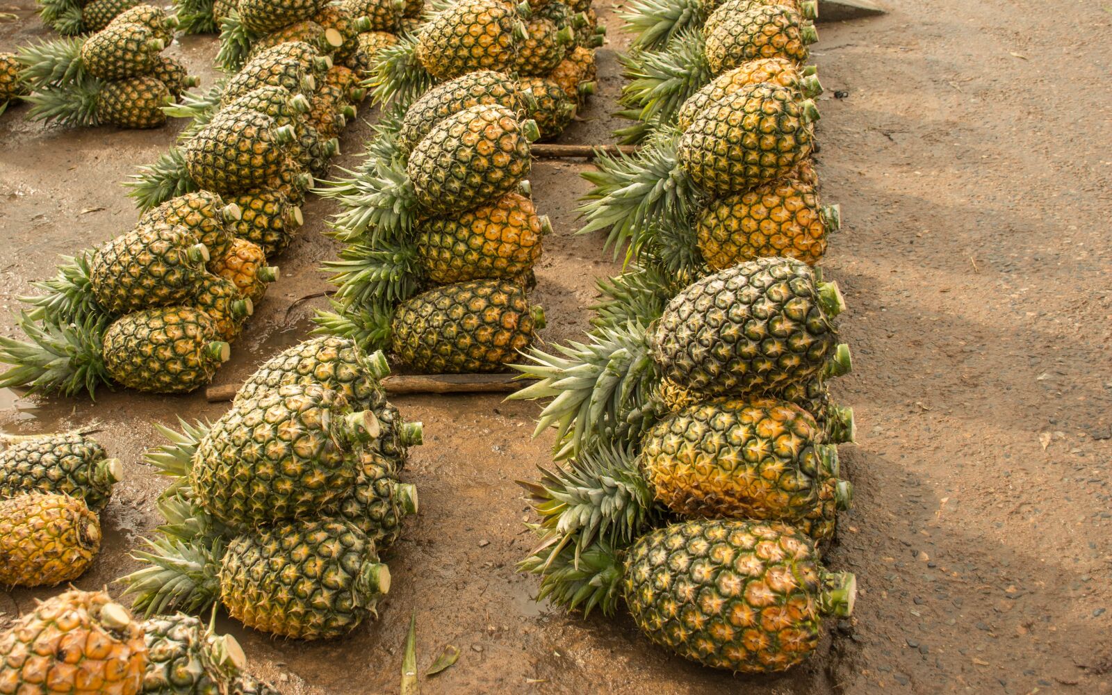Nikon D7100 sample photo. Pineapple, fruit, tropical photography