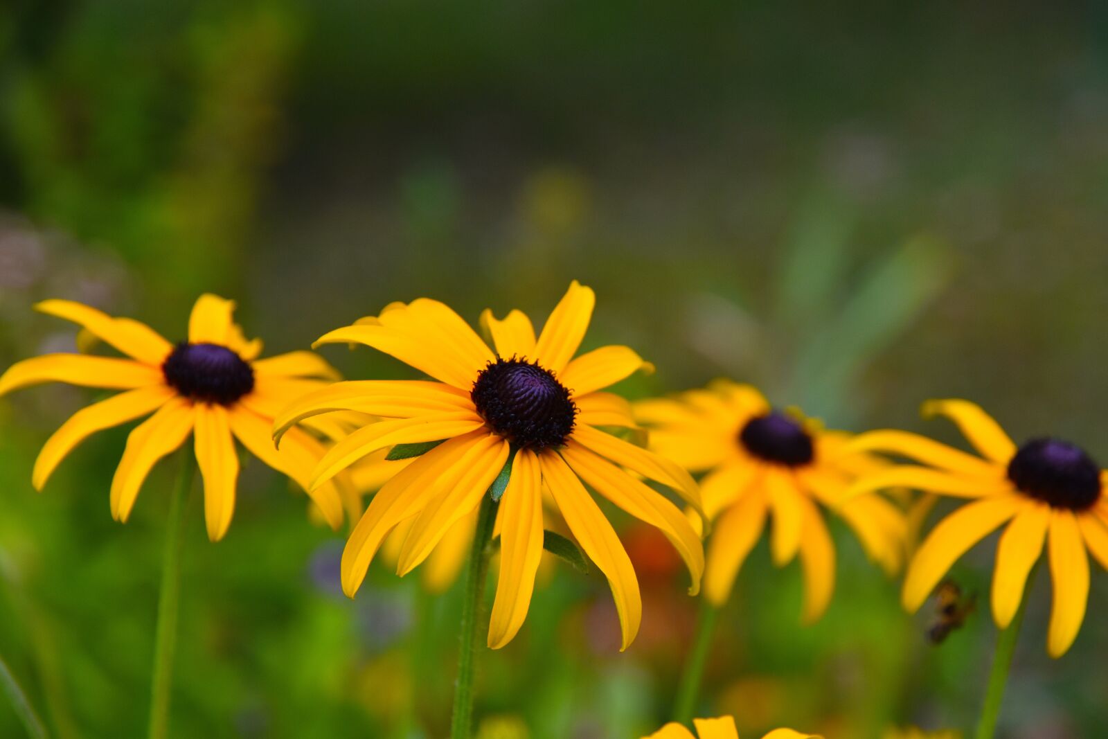 Nikon D5600 sample photo. Flowers, margueritte, petals photography