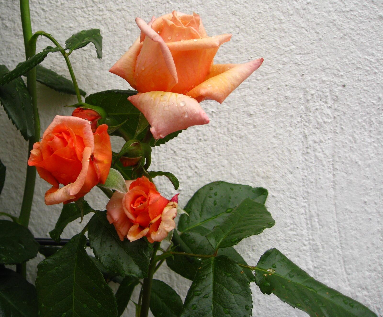 Canon DIGITAL IXUS 950 IS sample photo. Rose, flowers, orange rose photography