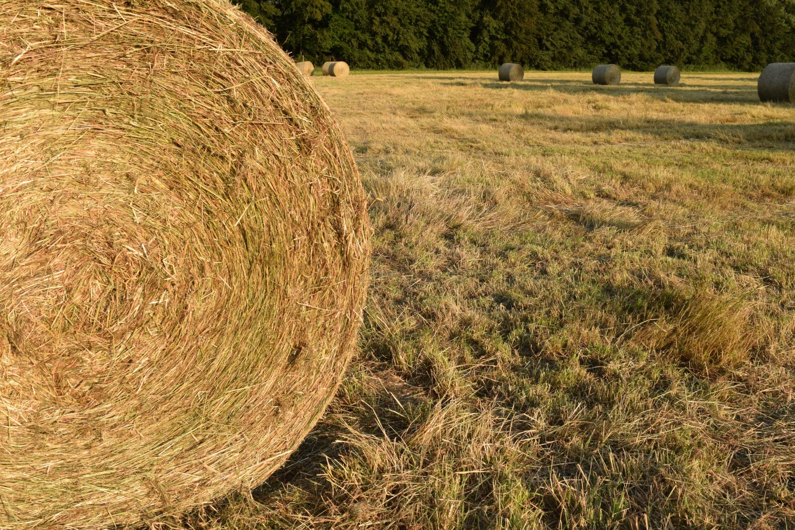 Nikon D3300 sample photo. Hay, hay bales, agriculture photography