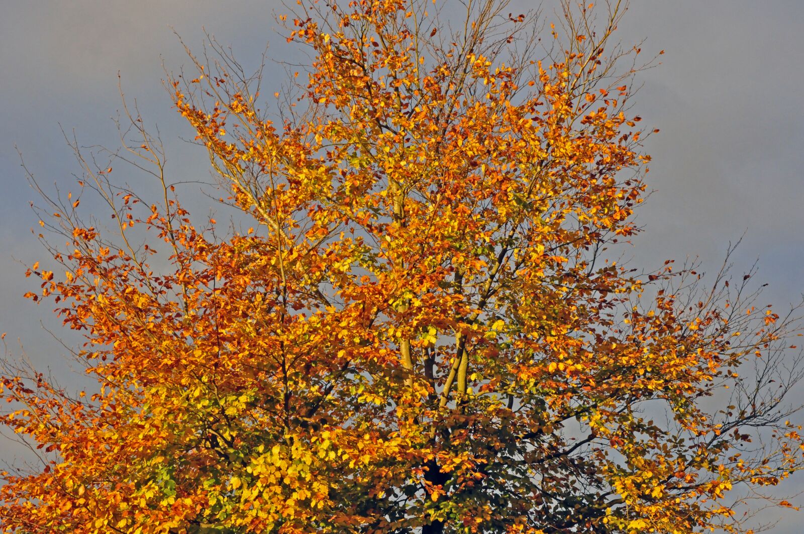 Nikon D90 sample photo. Autumn, beech in the photography