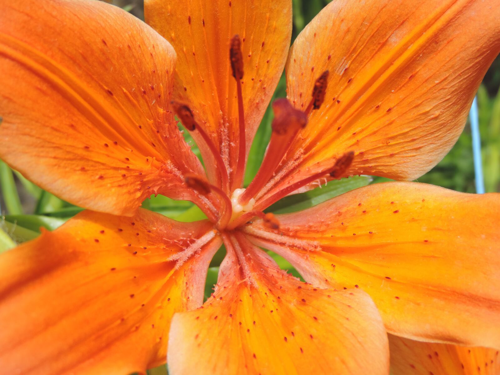 Nikon Coolpix P520 sample photo. Flora, nature, flower photography