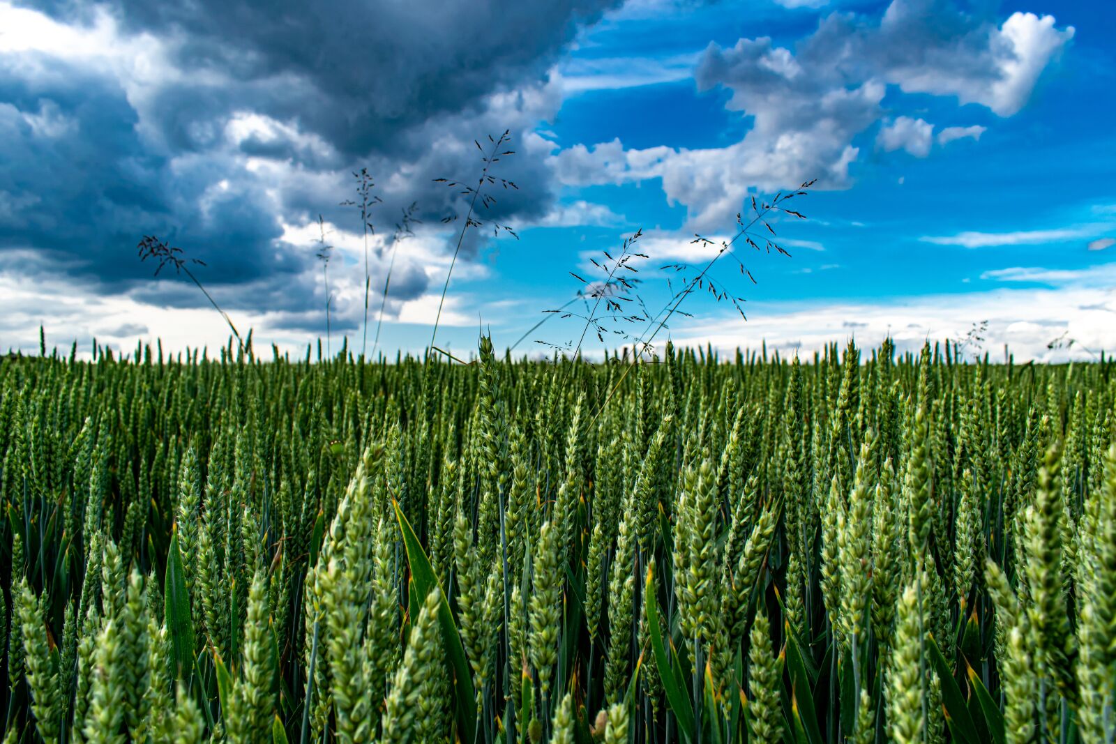 Nikon D5300 sample photo. Cereals, field, green photography