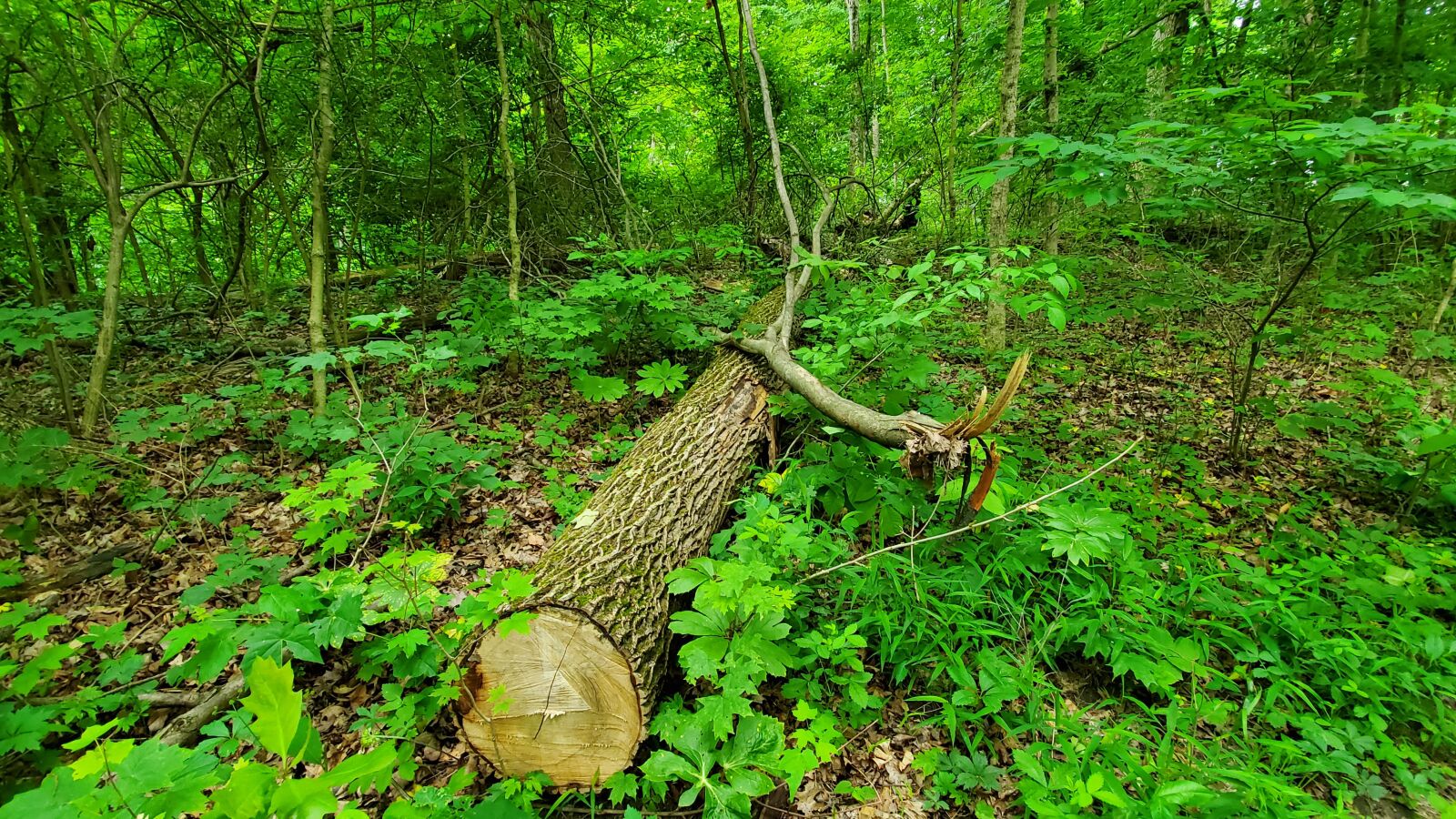 Samsung Galaxy S10 sample photo. Tree, forest, nature photography