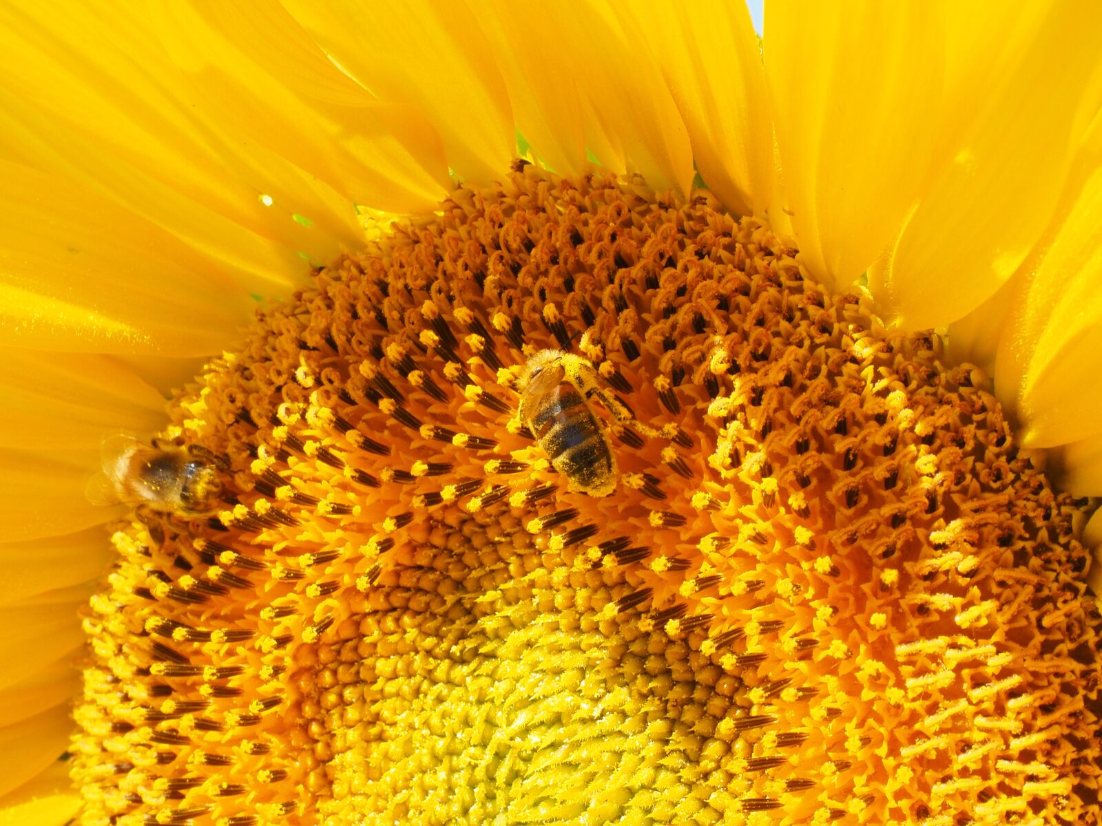 Olympus OM-D E-M1 + Olympus M.Zuiko Digital ED 12-40mm F2.8 Pro sample photo. Sunflower, bee, blossom photography