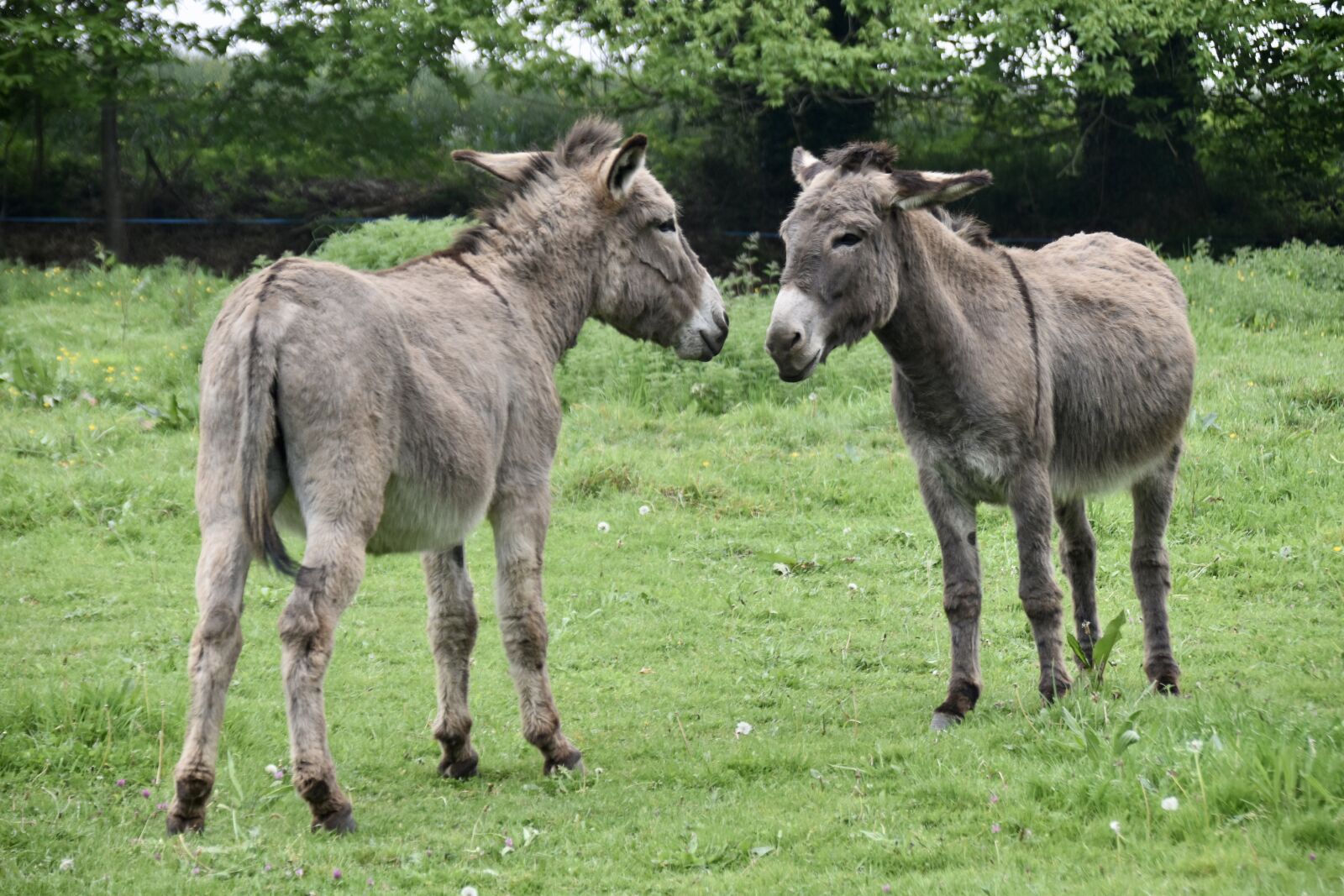 Nikon D5600 sample photo. Donkeys, donkeys prairie, equines photography