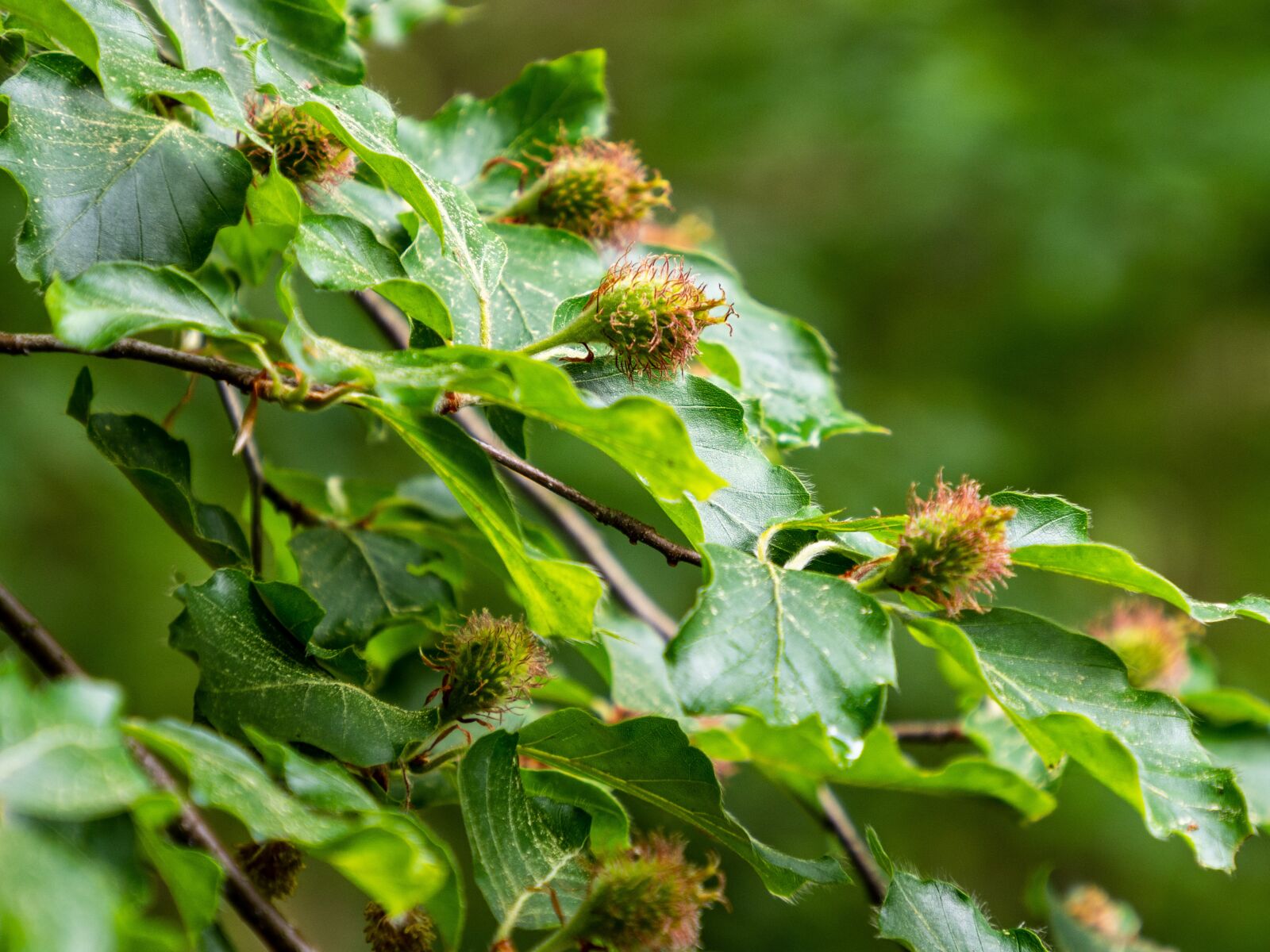 Olympus OM-D E-M10 III sample photo. Beech, fruits, faggot photography