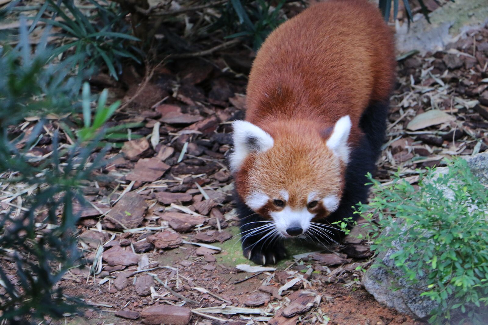 Canon EOS 70D sample photo. Panda, animal, fox photography