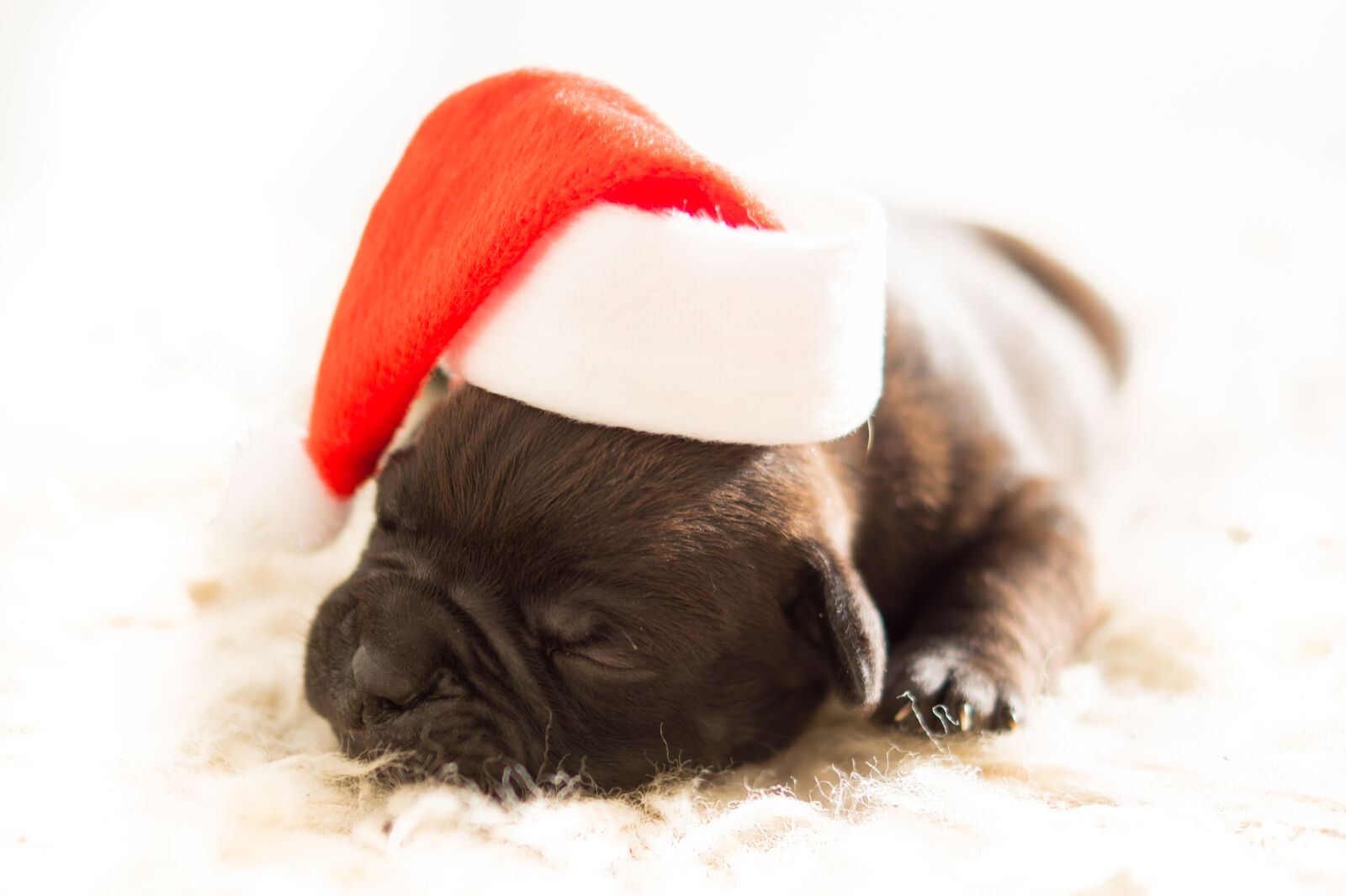 Sony DT 35mm F1.8 SAM sample photo. Dog, christmas, xmas, bulldog photography